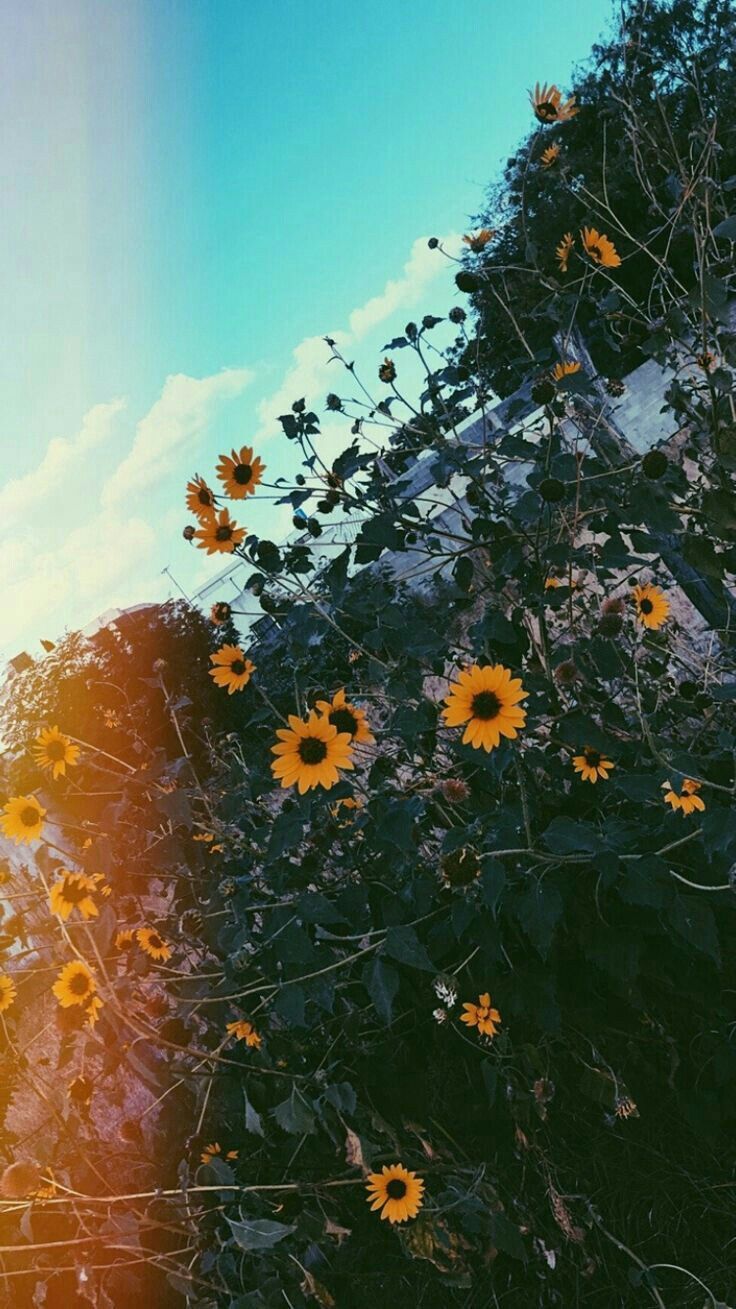Wildblumen, Gelbe Blüten, Blauer Himmel, Froschperspektive, Lichtreflex, HD, iPhone-Hintergrundbild