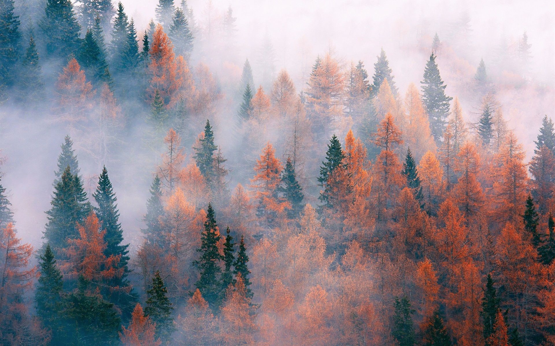 Lärchenwald, Nebel, Herbstfarben, Orange, Tannen, 16:10, Full-HD-Hintergrundbild für den Desktop