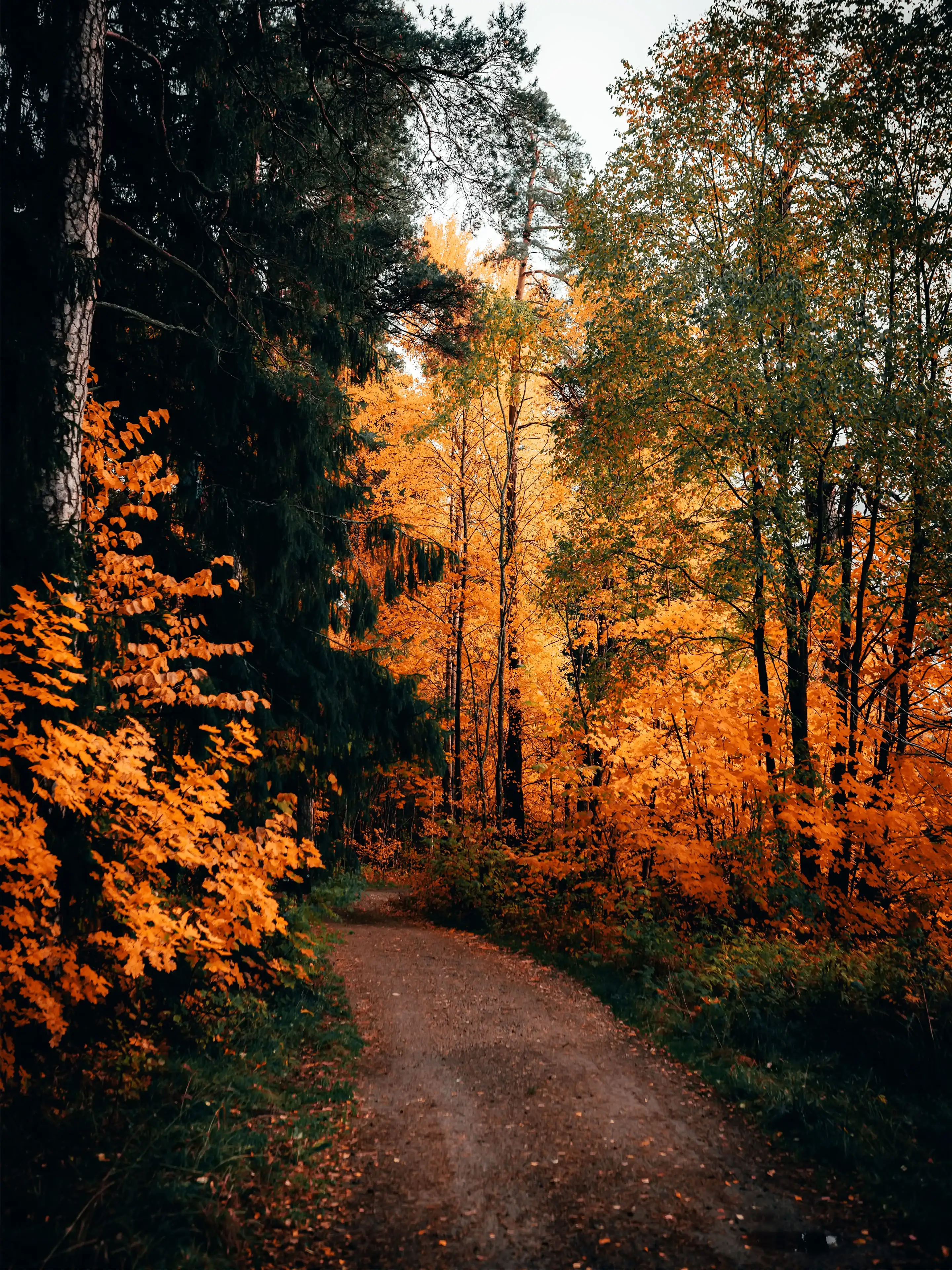 Waldweg, Herbst, Orange Blätter, Gegenlicht, QHD+, Hintergrundbild fürs Tablet