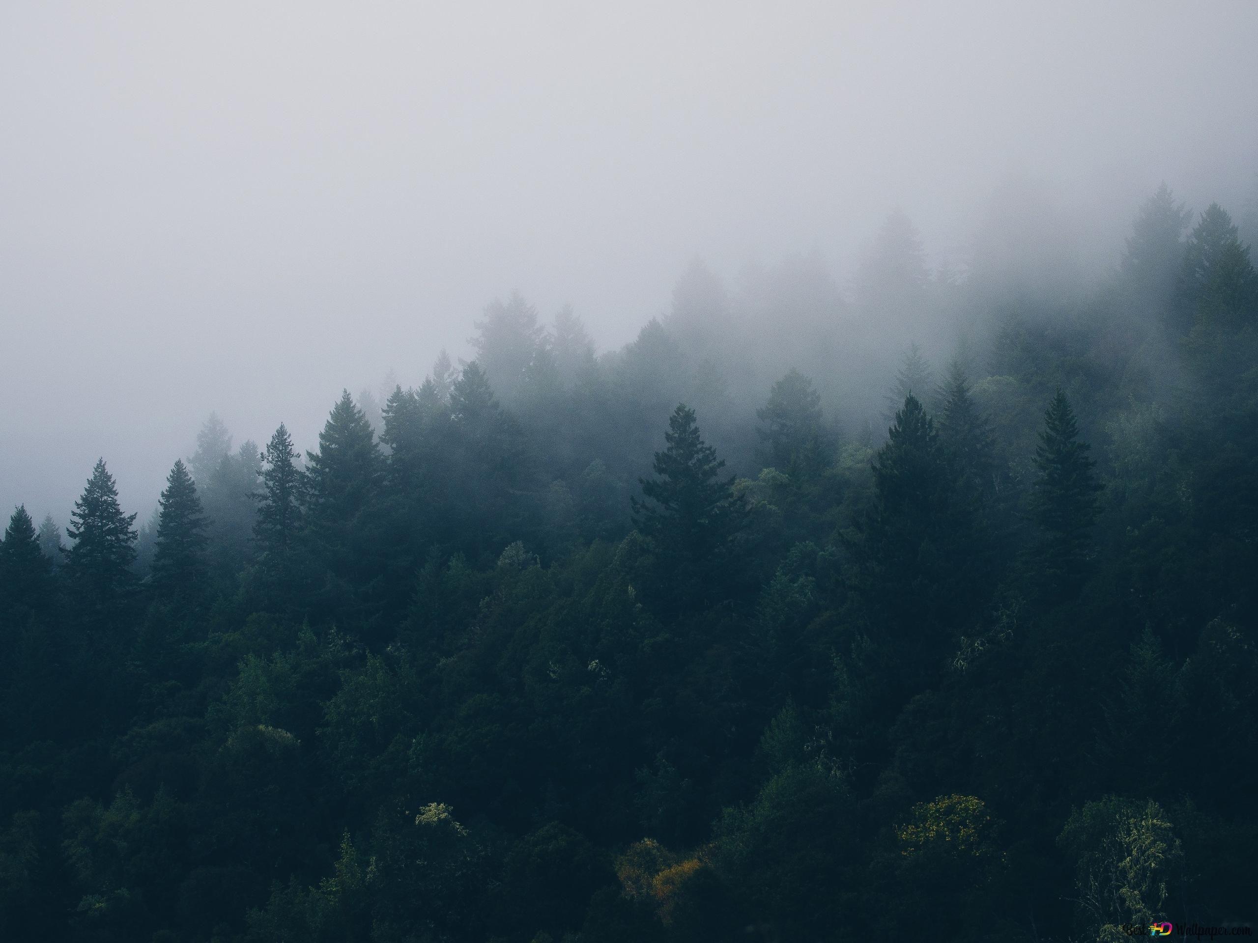 Nadelwald, Nebel, Grau, Düster, Bergwald, 2K, Hintergrundbild fürs Tablet