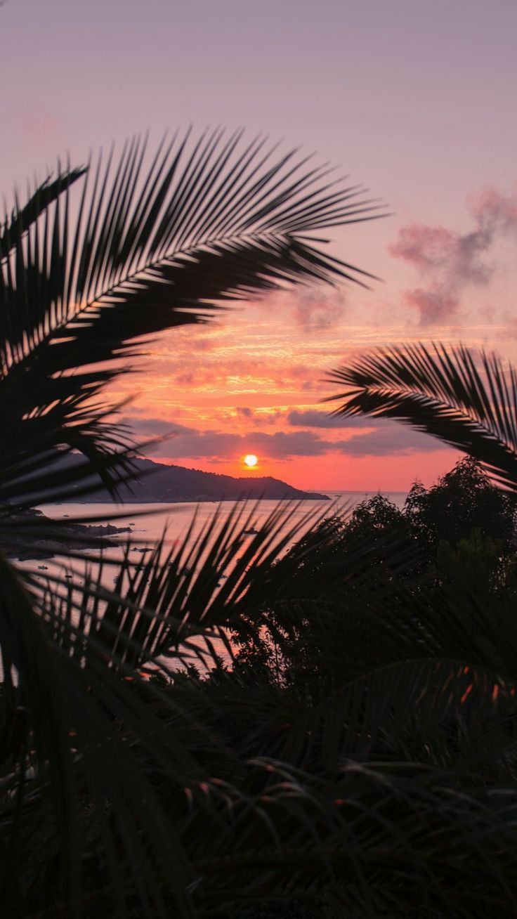 Palmblätter, Silhouette, Abendhimmel, Rosa, Tropisch, HD, Handy-Hintergrund im Hochformat