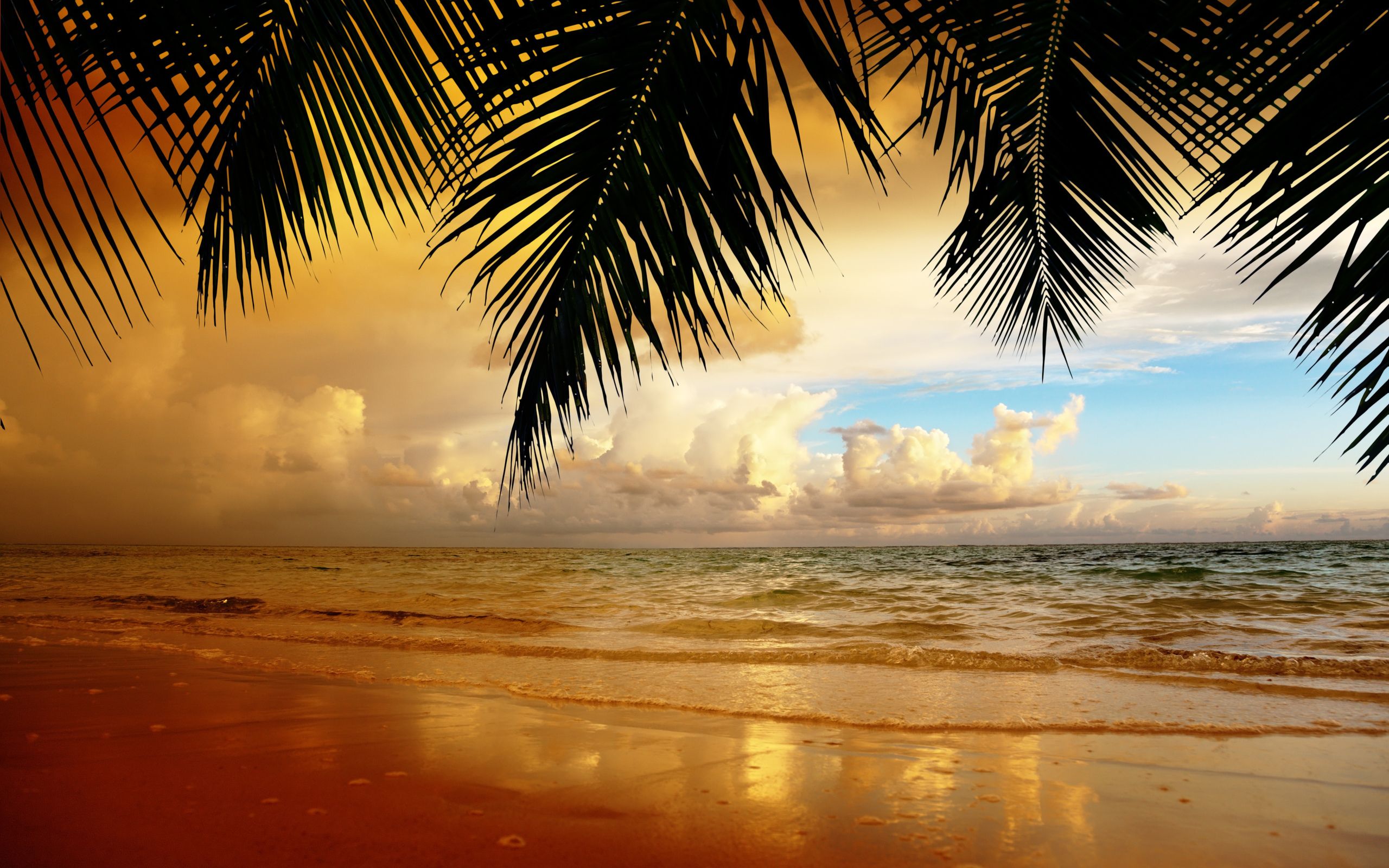 Palmblätter, Sonnenuntergang, Goldenes Licht, Wolken, Tropen, 2K, Windows-Hintergrundbild