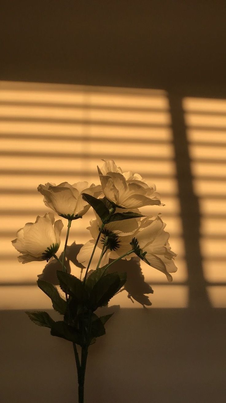 Blumen in Vase, Schatten, Jalousie, Warmes Licht, Ästhetik, HD, Handy-Hintergrund