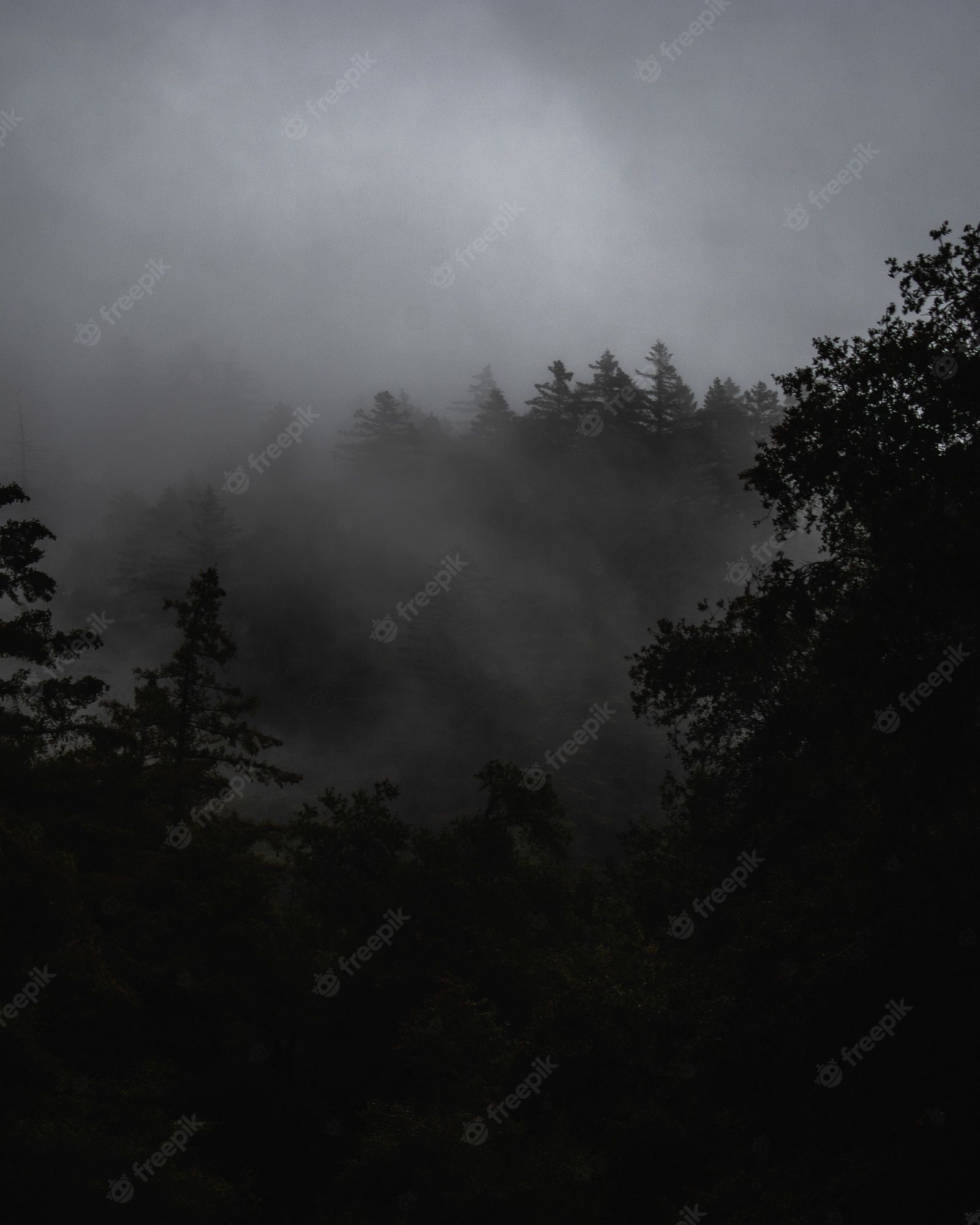 Wald, Nebel, Dunkel, Schwarzweiß, Mystisch, QHD+, iPad-Hintergrundbild
