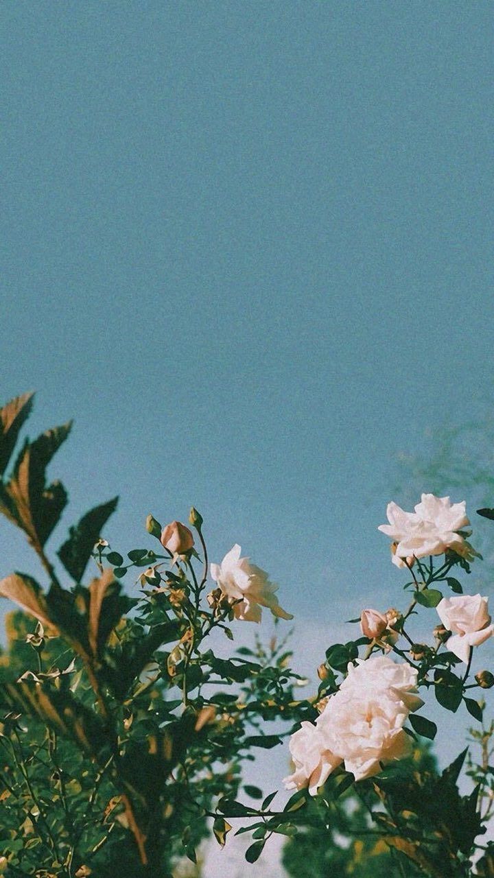 Rosenstrauch, Weiße Rosen, Blaugrauer Himmel, Minimalistisch, Blätter, HD, Handy-Hintergrund