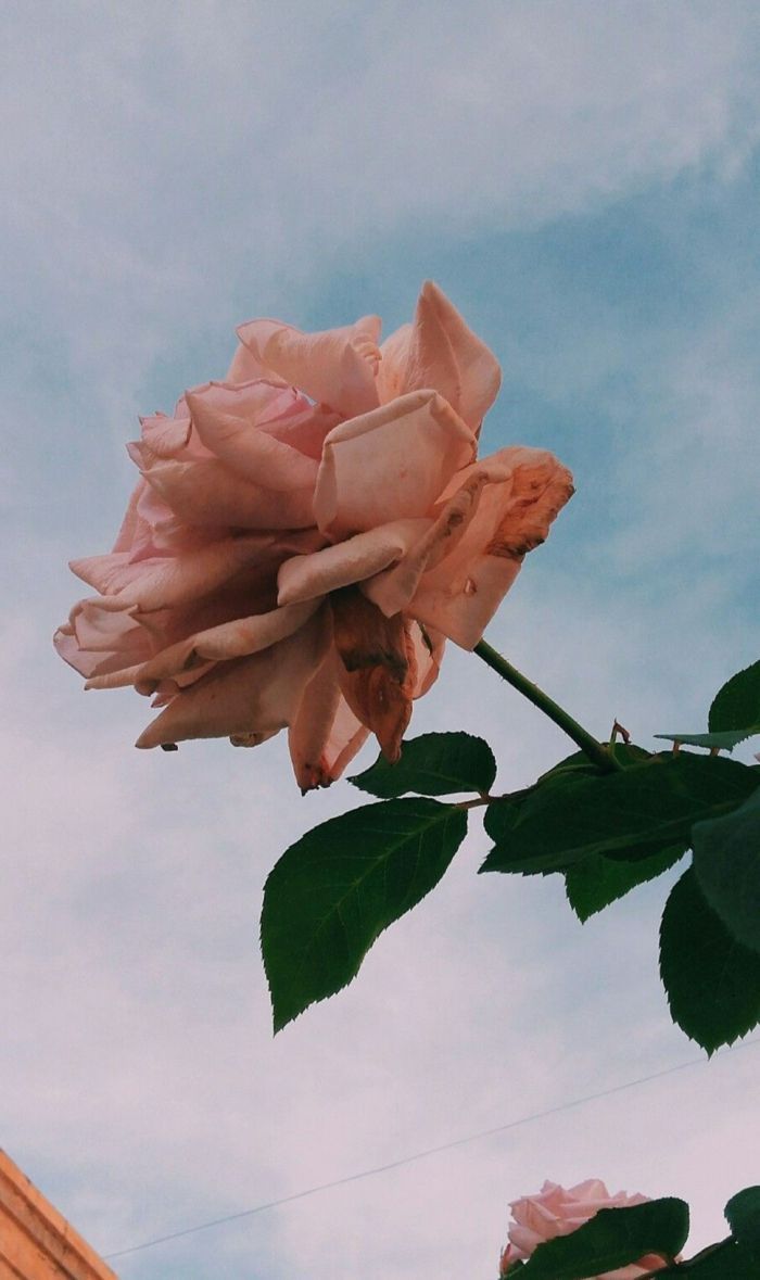Rose, Pfirsichfarbene Rose, Himmel, Wolken, Vintage, Hintergrundbild für iPhone und Android