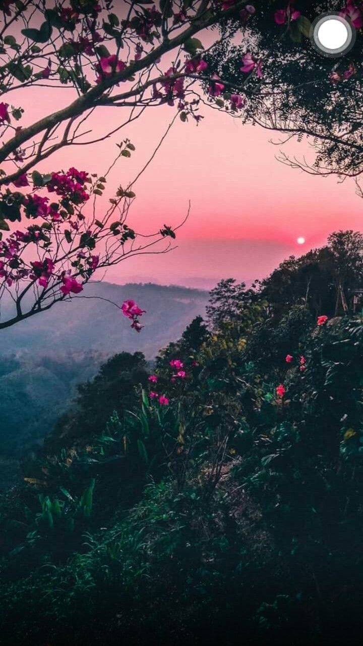 Blühender Baum, Berge, Rosa Himmel, Dämmerung, Mond, HD, Hintergrundbild fürs Handy