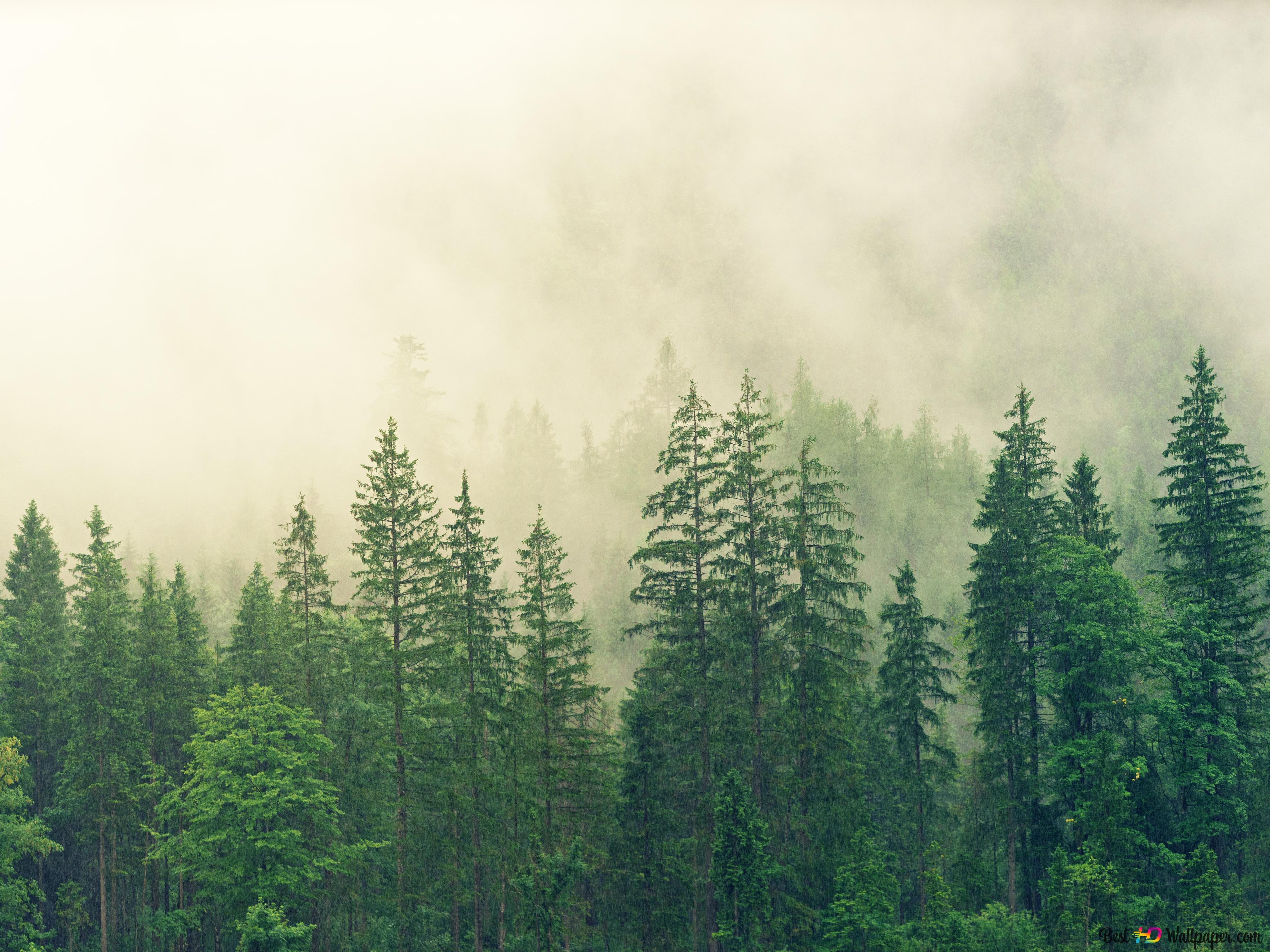Tannenwald, Nebel, Grün, Dunst, Hell, 4K, iPad-Hintergrundbild