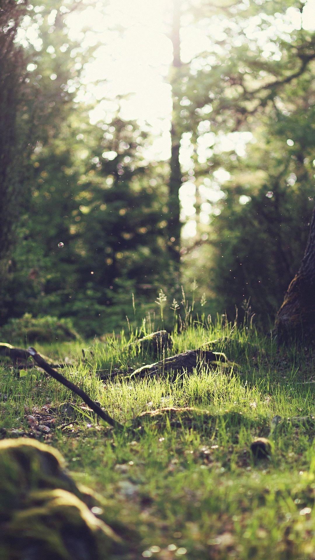Waldlichtung, Gras, Sonnenlicht, Grün, Sommer, Full HD, Hintergrundbild fürs Handy