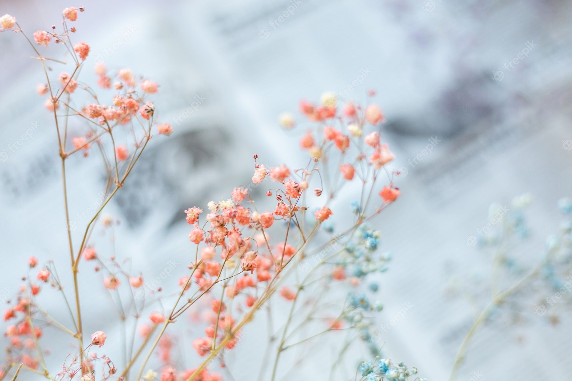 Schleierkraut, Orange Blüten, Zeitungspapier, Pastell, Ästhetik, Full-HD-Hintergrundbild für PC