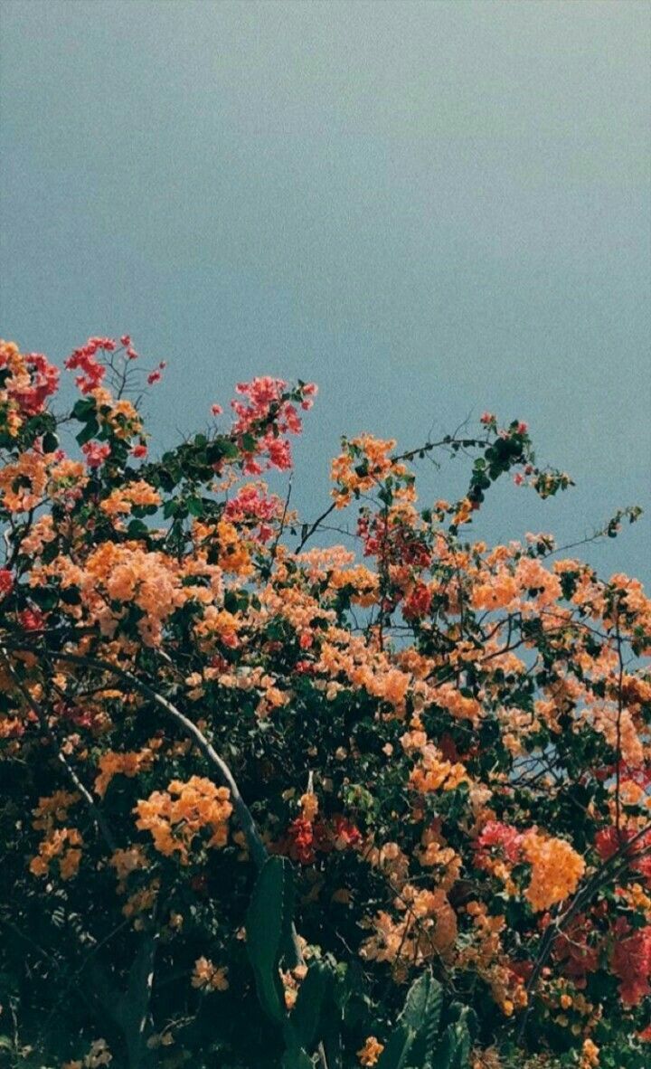 Orange Blüten, Strauch, Graublauer Himmel, Minimalistisch, Vintage, Hintergrundbild fürs Handy