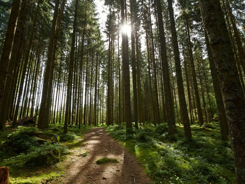 Kiefernwald, Waldweg, Sonnenstrahlen, Hohe Stämme, Hintergrundbild für iPad und Tablet