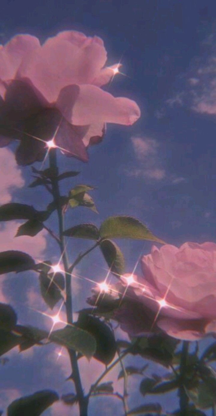 Rosen, Rosa Rosen, Himmel, Lichtreflexe, Verträumt, HD, Hintergrundbild fürs Handy