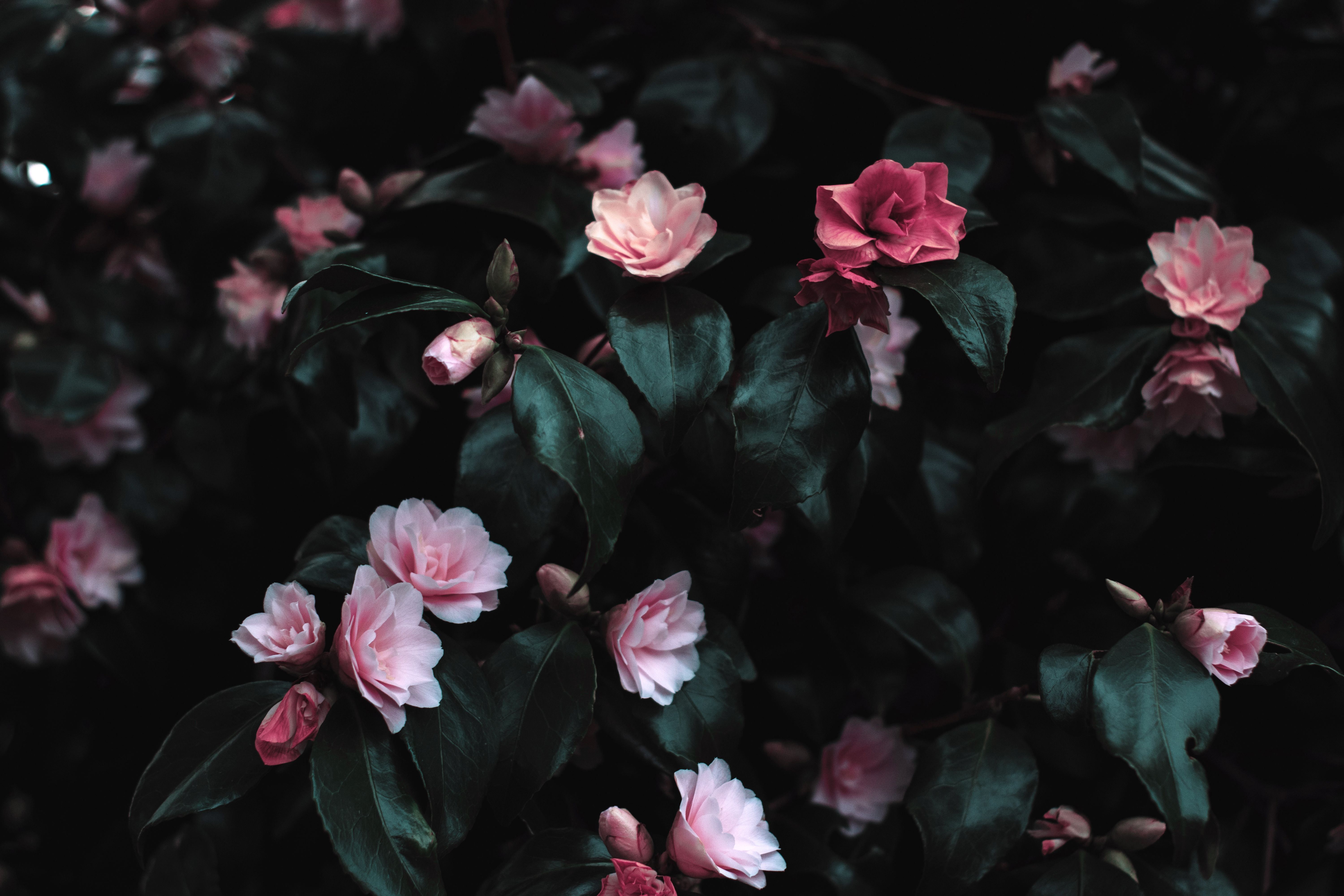 Kamelien, Rosa Blüten, Dunkle Blätter, Dunkle Stimmung, Strauch, 6K, Laptop-Hintergrundbild