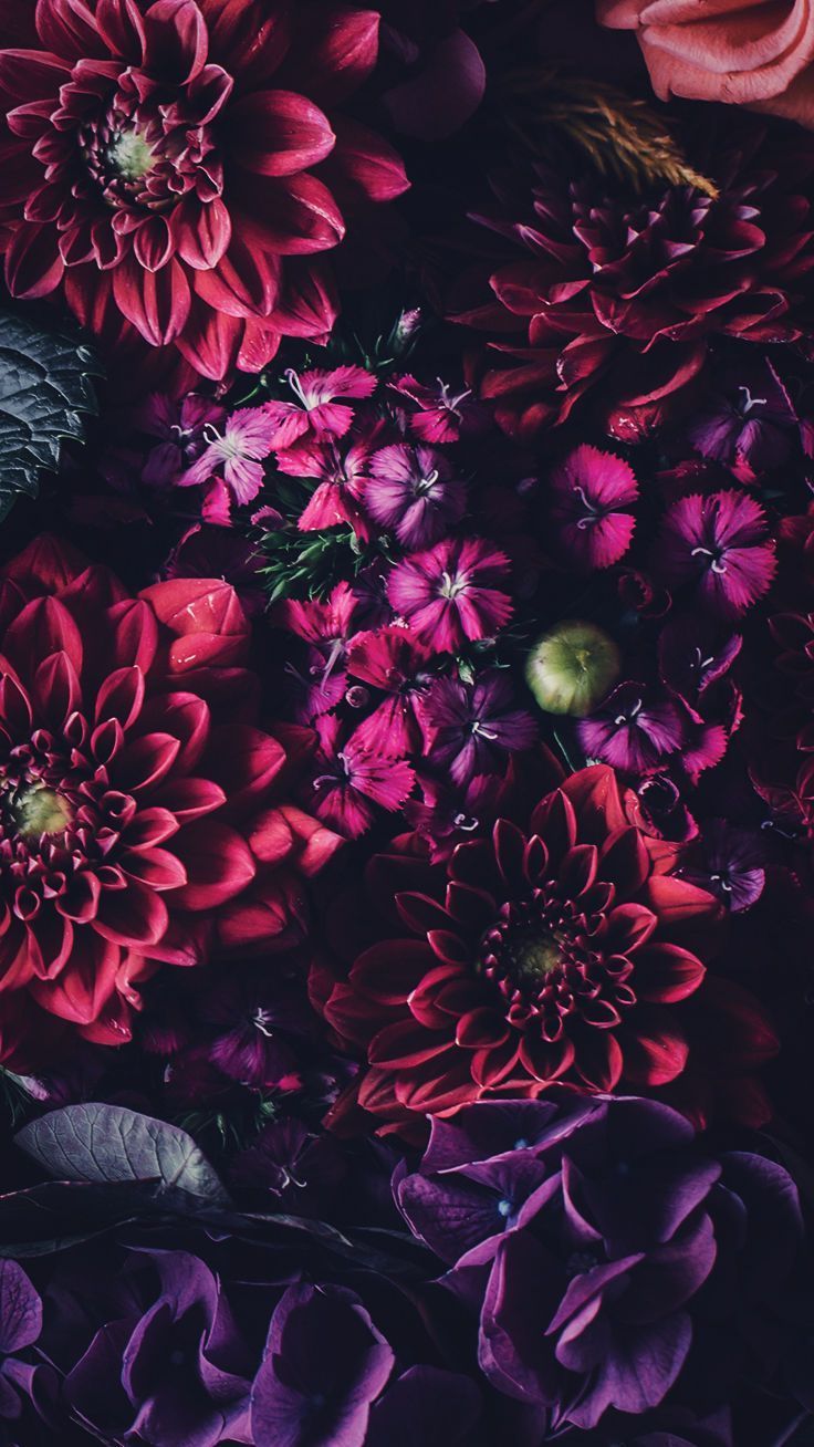 Dahlien, Dunkelrot, Dunkle Stimmung, Blumenstrauß, Violett, Android-Hintergrundbild