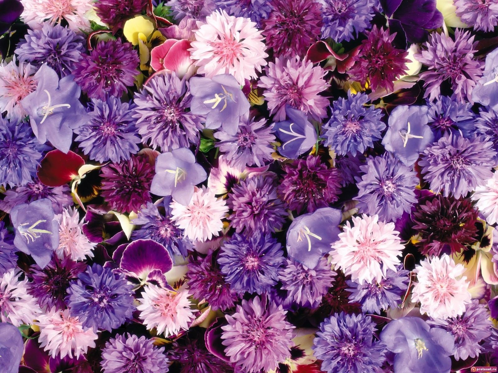 Kornblumen, Lila Blüten, Blütenmeer, Violett, Draufsicht, Hintergrundbild fürs Tablet