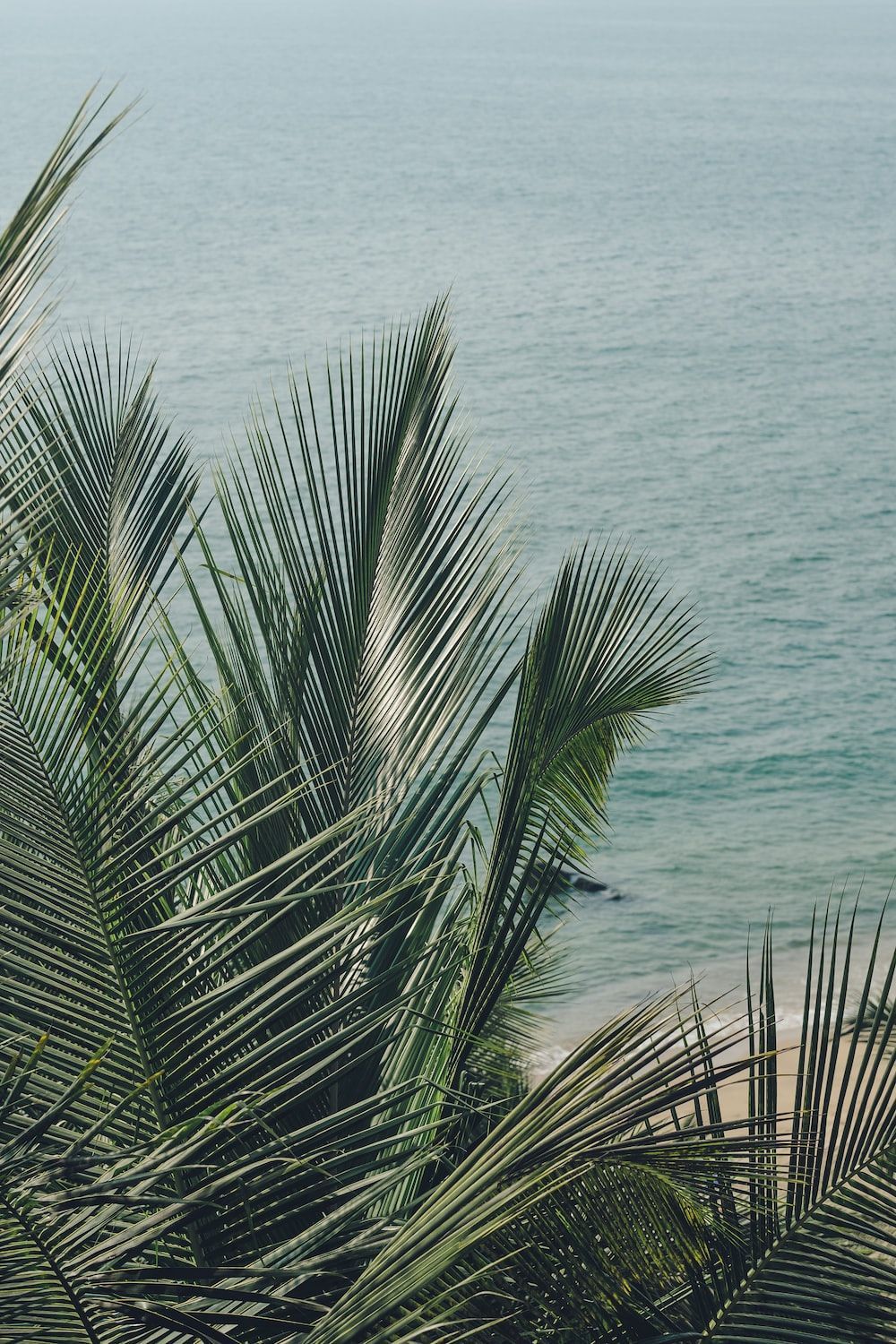 Palmenblätter, Meer, Grüntöne, Tropisch, HD, Handy-Hintergrund im Hochformat