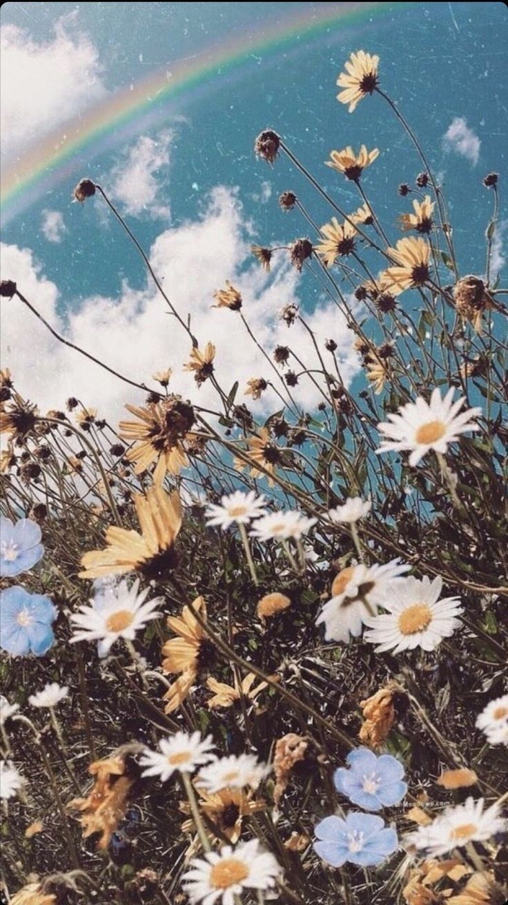 Gänseblümchen, Regenbogen, Wolkenhimmel, Wiese, Vintage, HD, Handy-Hintergrundbild