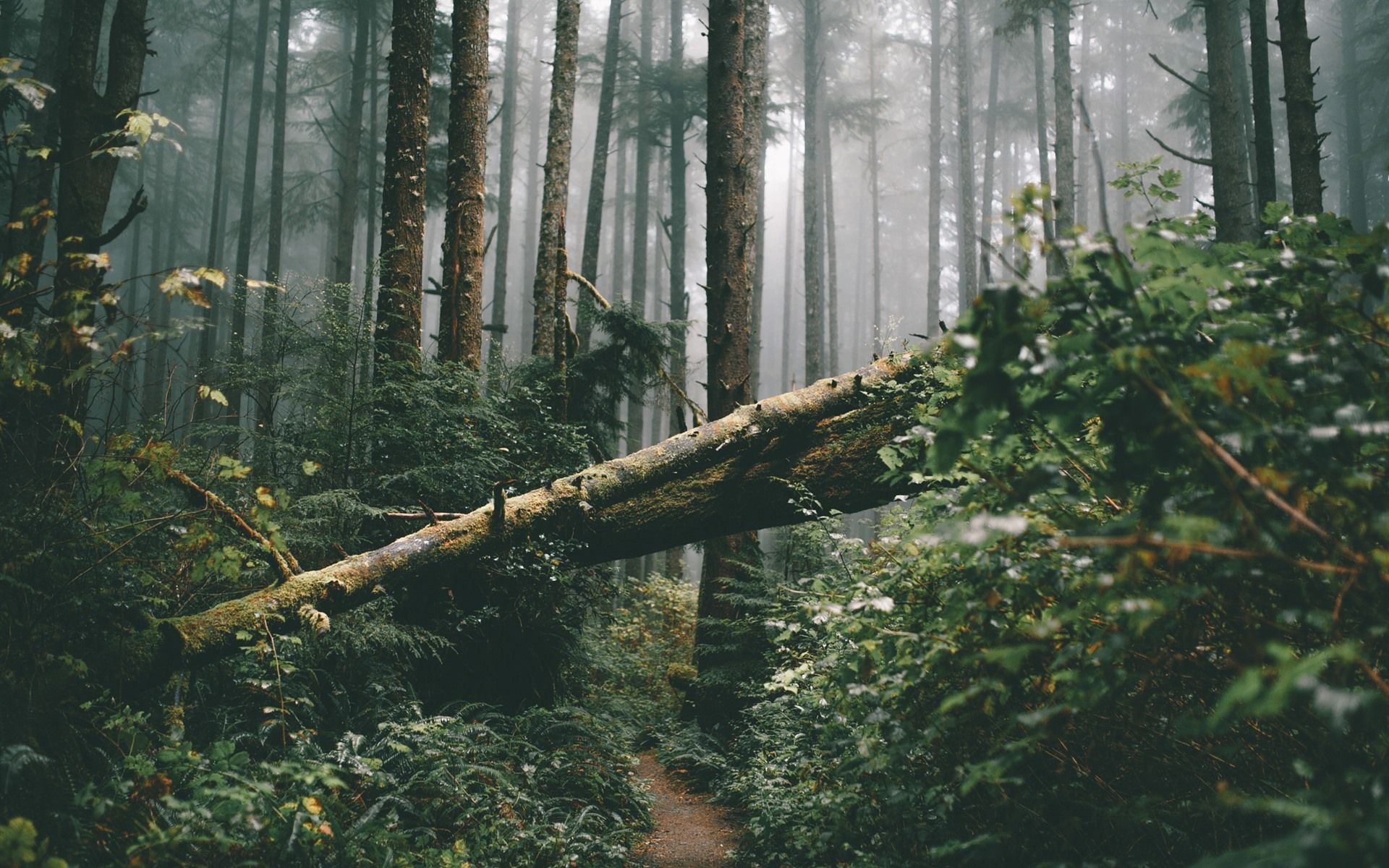 Umgestürzter Baum, Nebel, Urwald, Grün, 16:10, Full-HD-Hintergrundbild für den Desktop