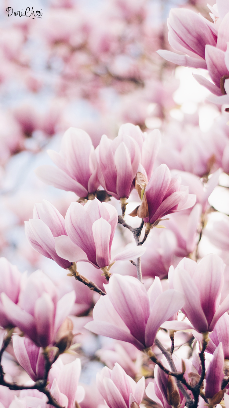 Magnolien, Rosa Blüten, Frühling, Nahaufnahme, Pastell, HD, Sperrbildschirm fürs iPhone