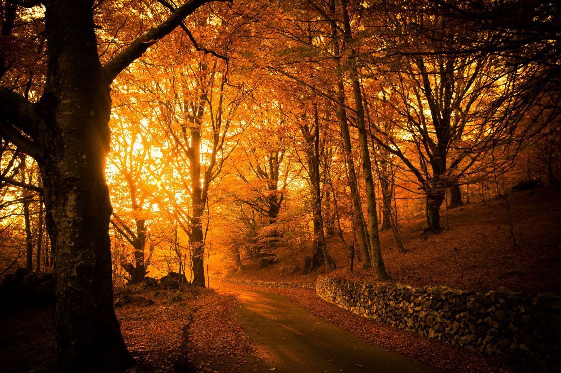 Herbstwald, Gegenlicht, Orange, Waldweg, Goldenes Licht, Hintergrundbild