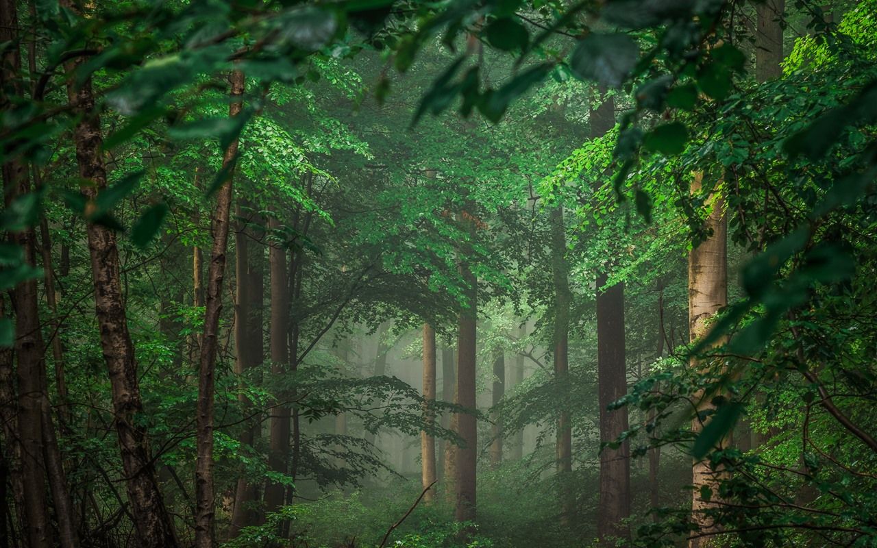Laubwald, Grün, Nebel, Sommer, HD, Desktop-Hintergrund für Windows