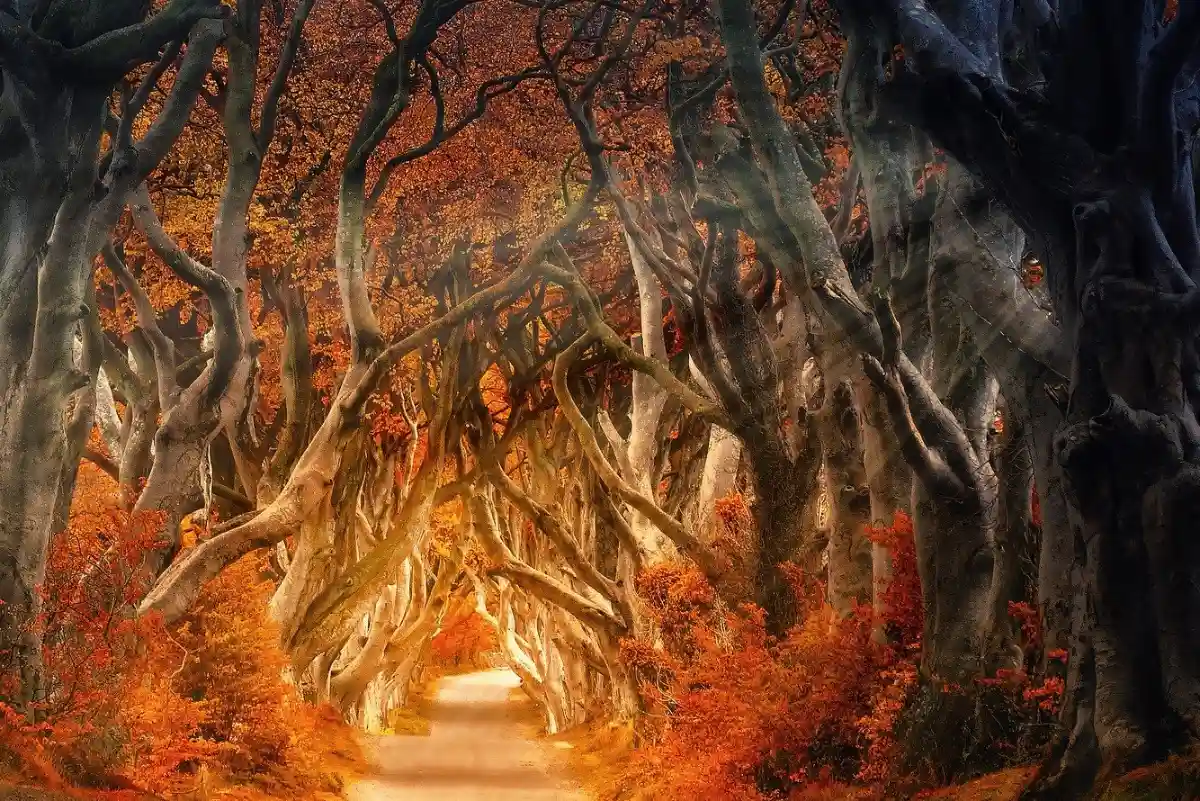Dark Hedges, Nordirland, Buchenallee, Herbst, Orange, Hintergrundbild