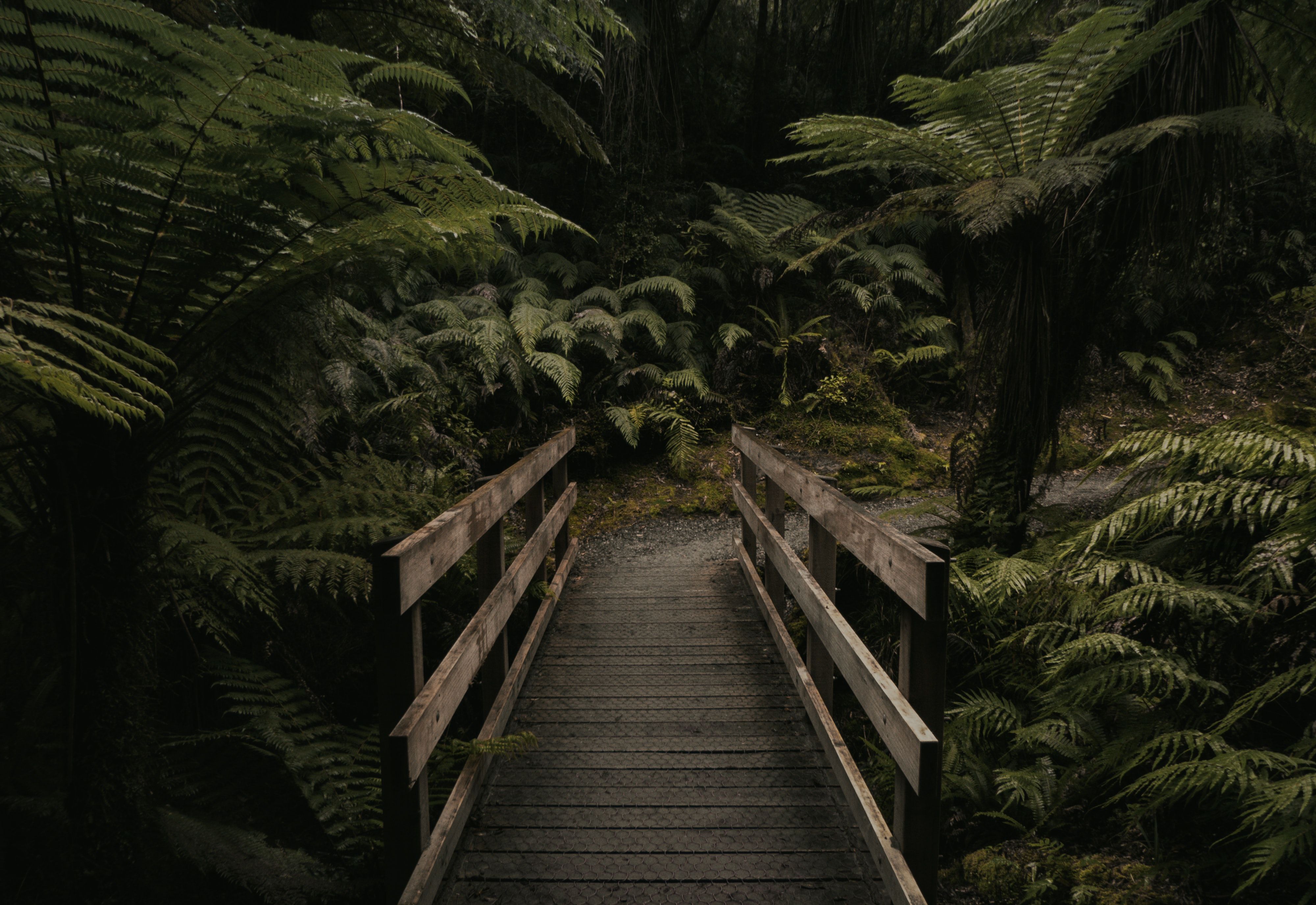 Holzsteg, Farne, Regenwald, Dunkel, 4K, Hintergrundbild für den PC
