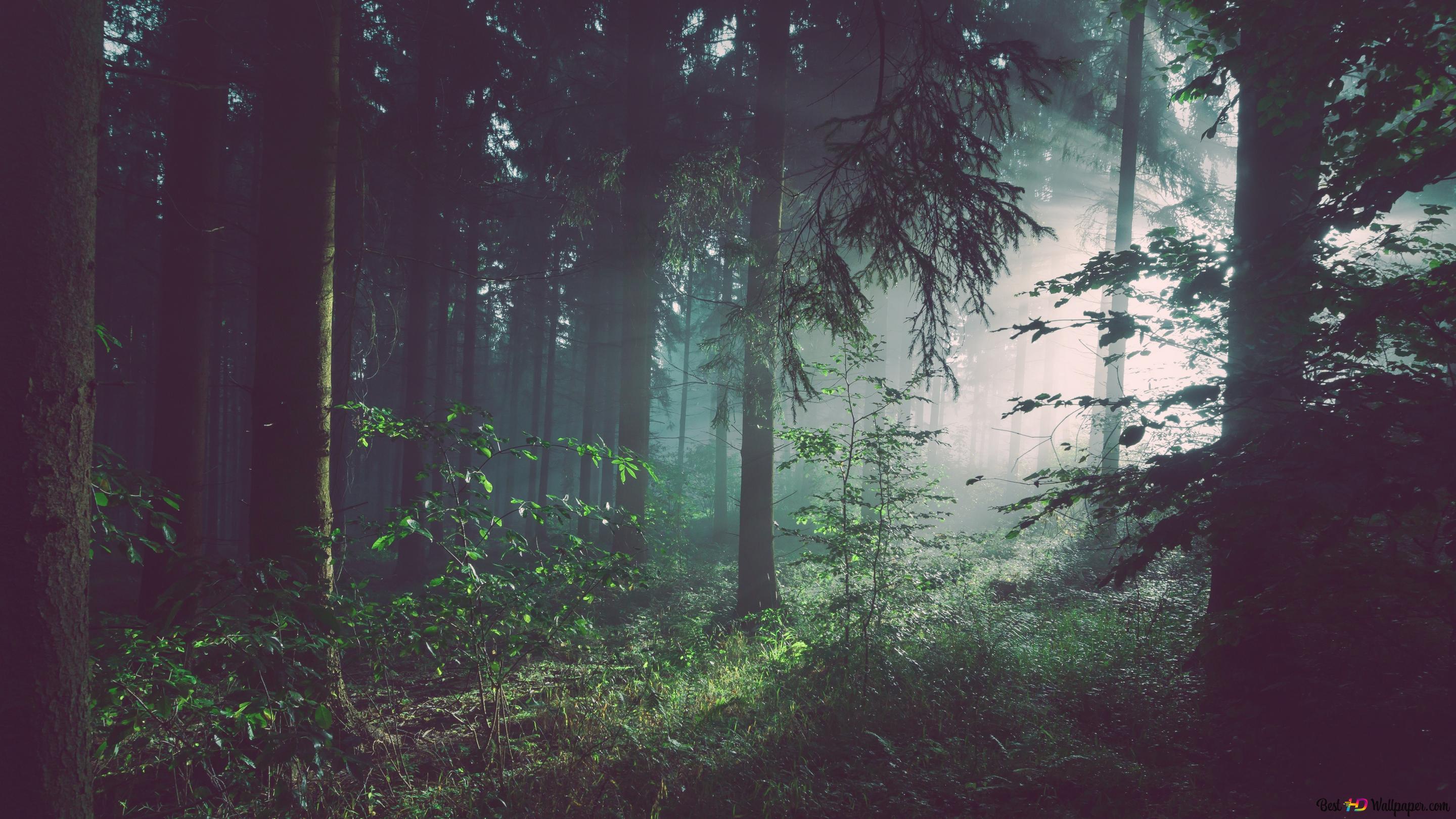 Wald, Nebel, Lichteinfall, Düster, Mystisch, 16:9, 2K-Hintergrundbild für den Desktop