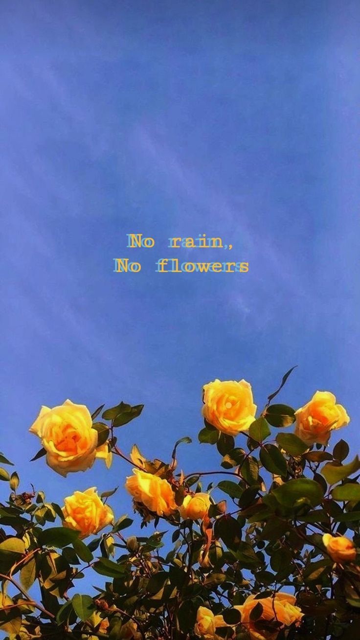 No rain, no flowers, Spruch, Gelbe Rosen, Blauer Himmel, Typografie, Android-Hintergrundbild
