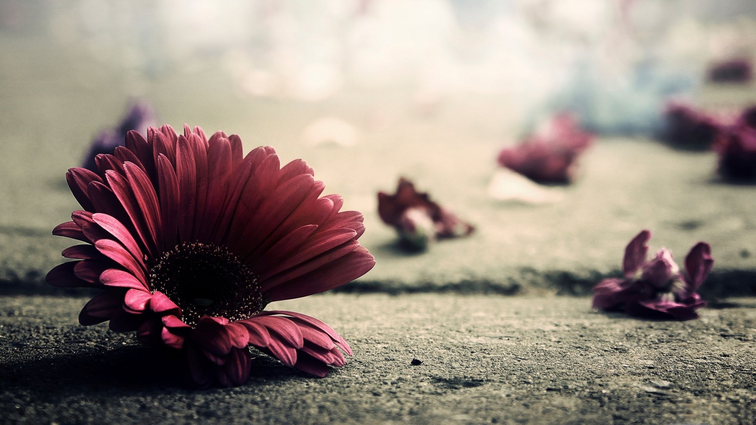 Gerbera, Rote Gerbera, Blütenblätter, Boden, Melancholie, 2K, Laptop-Hintergrundbild