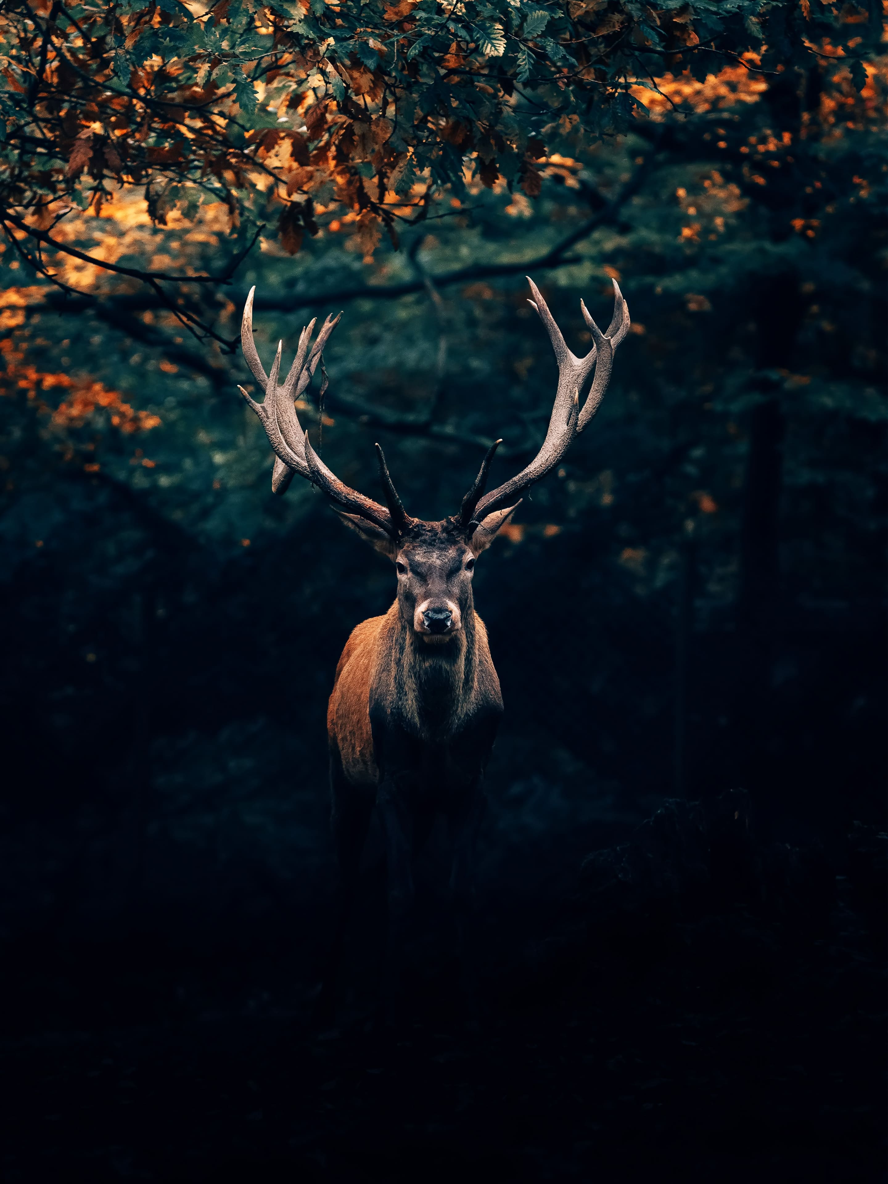 Hirsch, Geweih, Dunkler Wald, Wildtier, QHD+, Hintergrundbild fürs Tablet