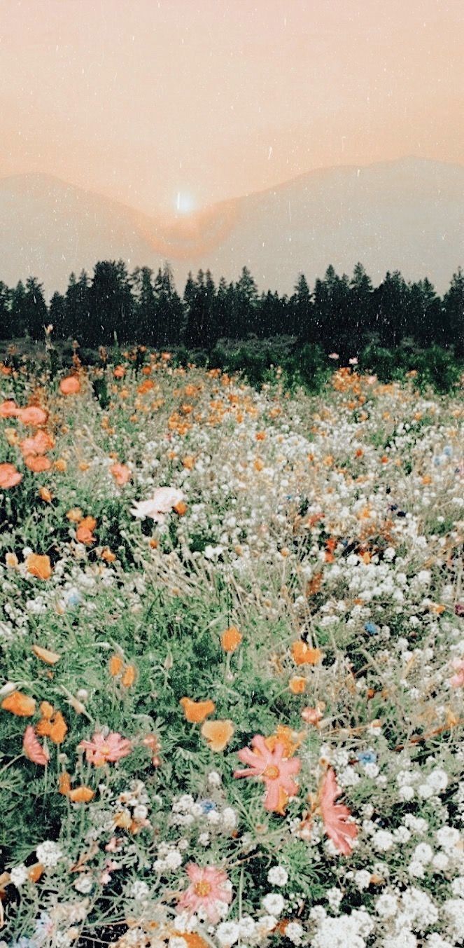 Blumenwiese, Wildblumen, Wald, Sonnenuntergang, Dunst, Hintergrundbild für iPhone und Android