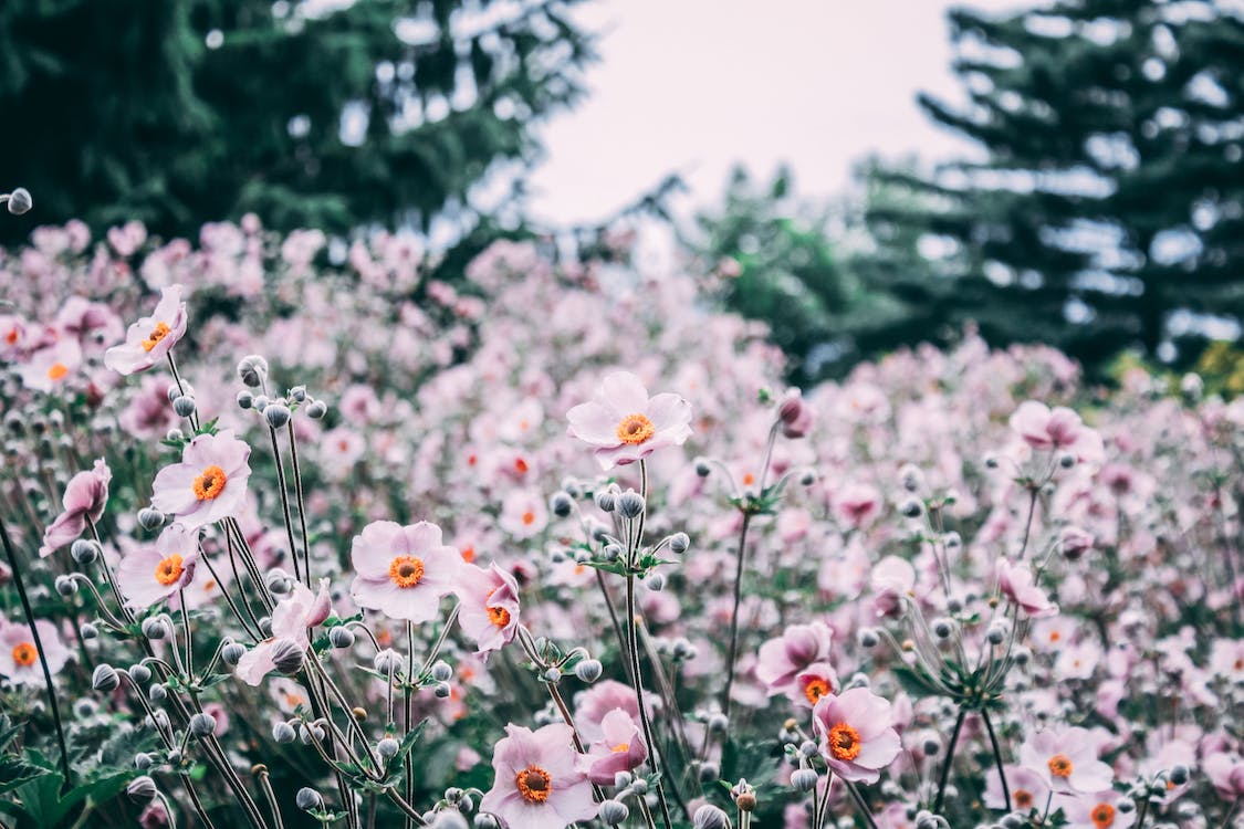 Herbstanemonen, Rosa Blüten, Blumenfeld, Nadelbäume, Garten, Hintergrund
