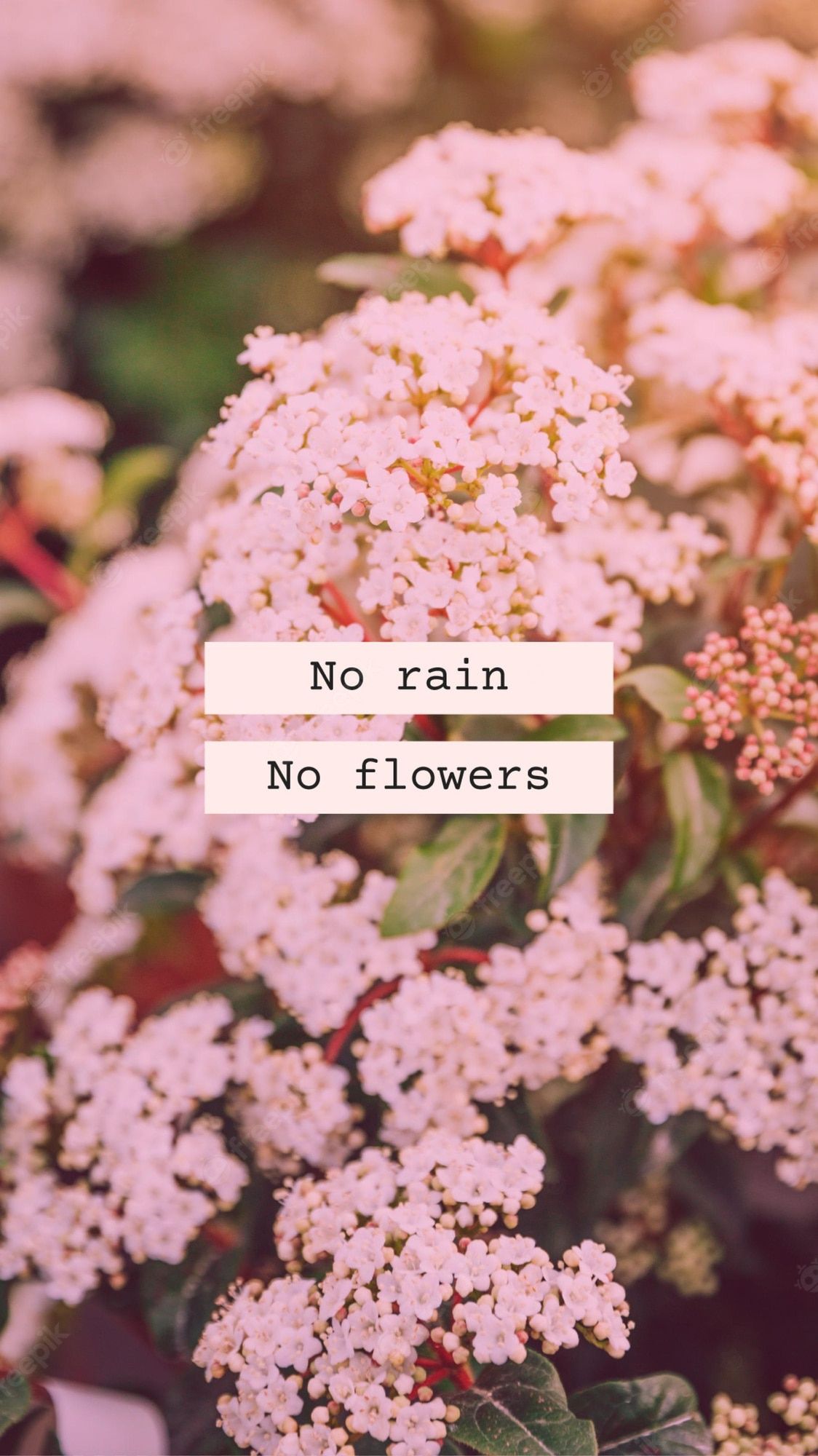 No rain, no flowers, Spruch, Schafgarbe, Rosa Blüten, Ästhetik, Full HD, Handy-Hintergrundbild