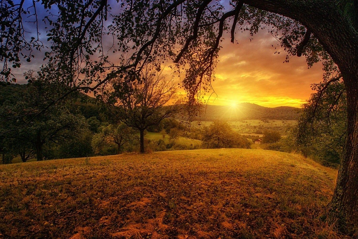 Baum, Wiese, Sonnenuntergang, Hügel, Goldenes Licht, HD, Desktop-Hintergrund für Windows