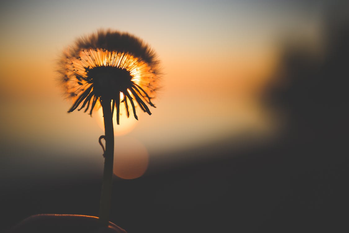 Pusteblume, Löwenzahn, Silhouette, Sonnenuntergang, Gegenlicht, Bokeh, Hintergrund