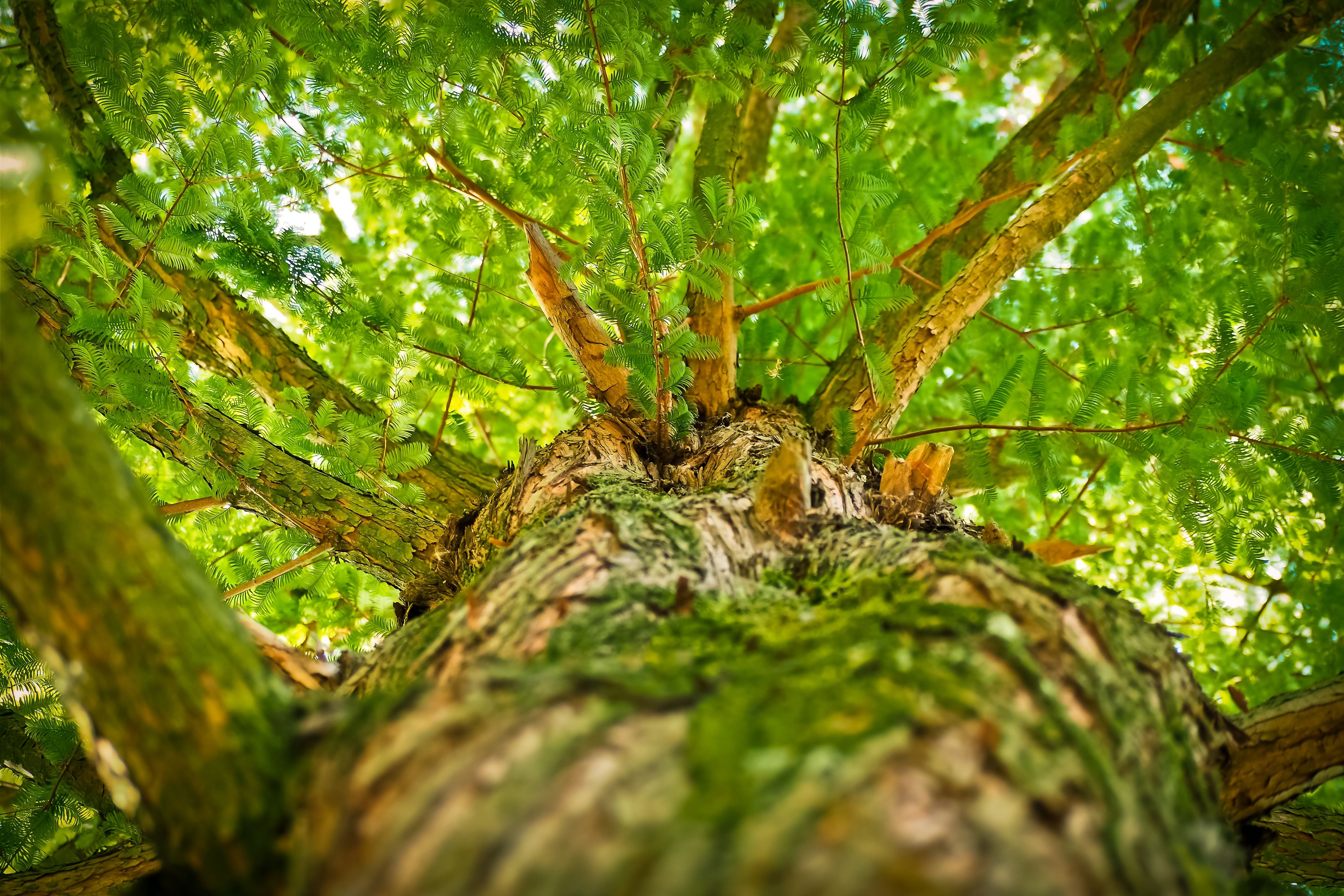 Baumstamm, Moos, Froschperspektive, Grünes Blätterdach, 4K, Hintergrundbild für den PC