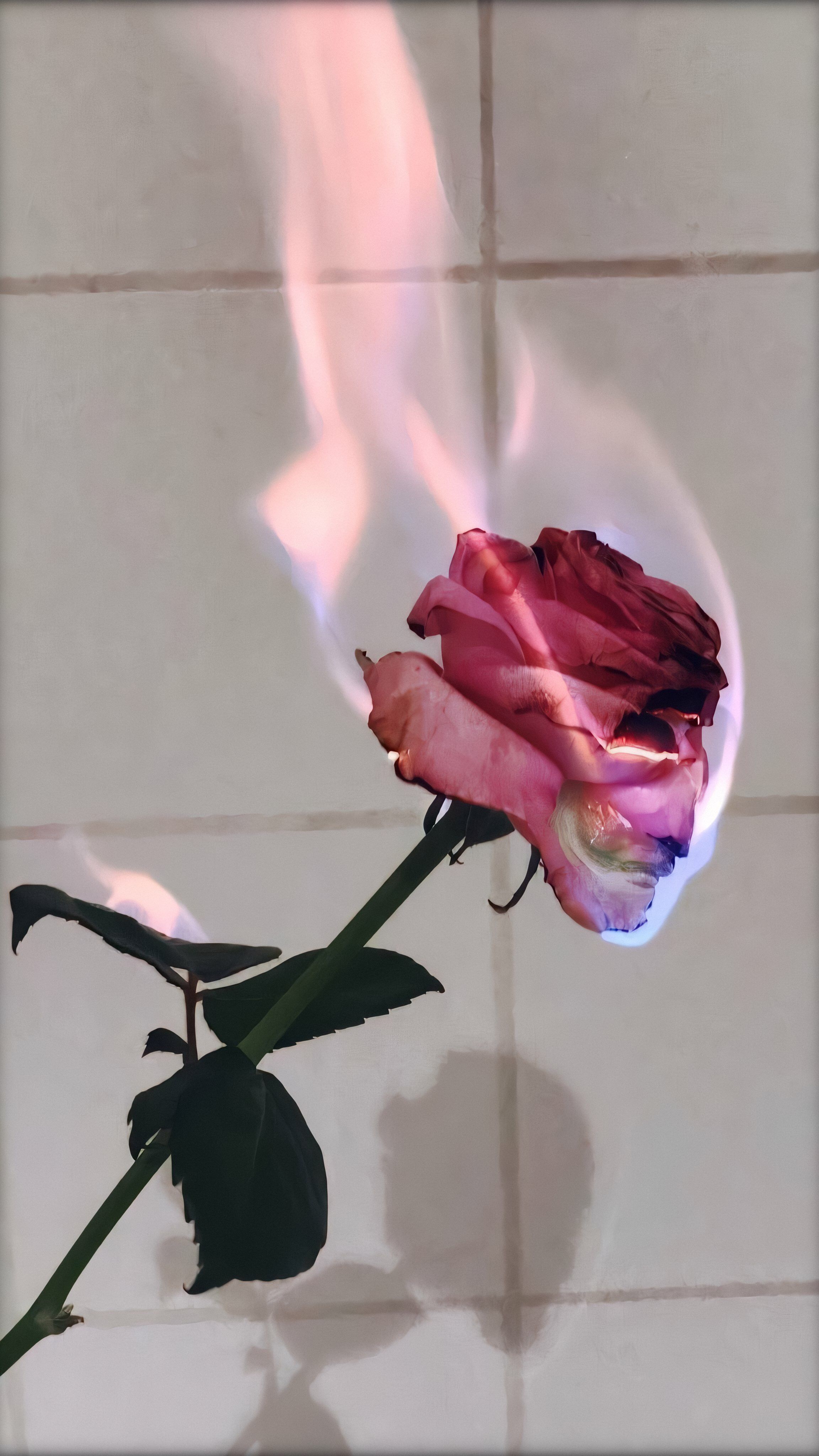 Brennende Rose, Feuer, Rose, Fliesenwand, Ästhetik, QHD+, Handy-Hintergrund im Hochformat