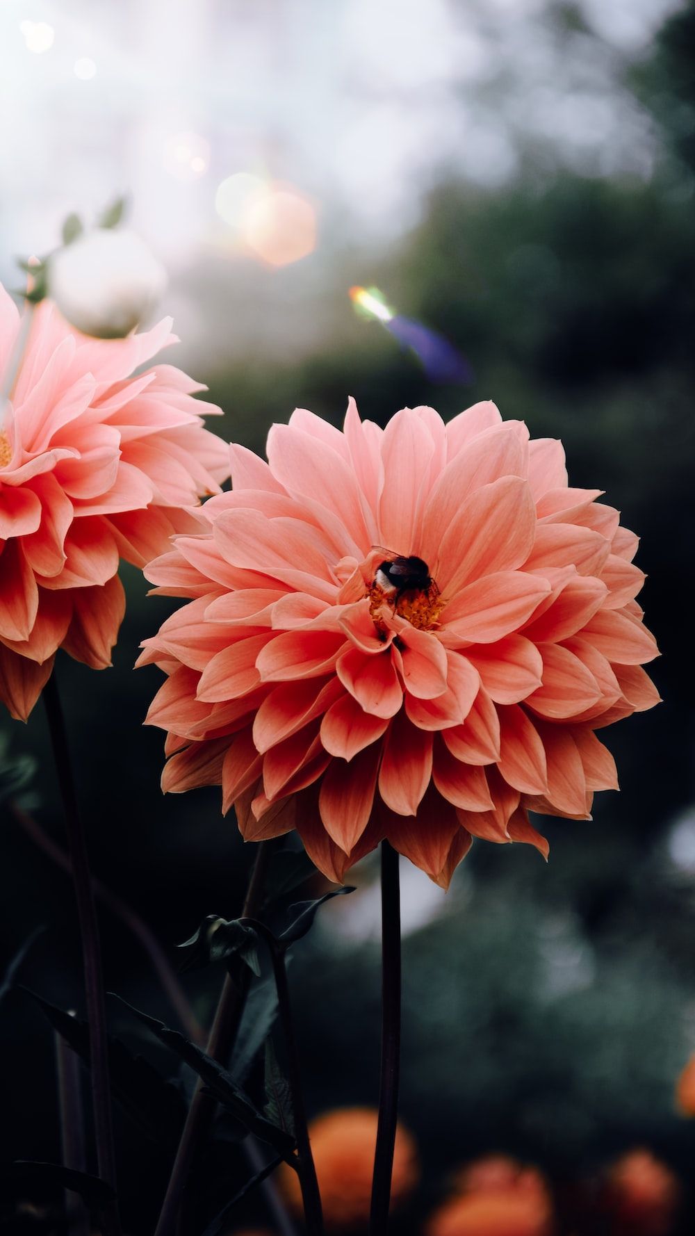 Dahlien, Lachsfarbene Dahlie, Bokeh, Garten, Nahaufnahme, HD, Handy-Hintergrund