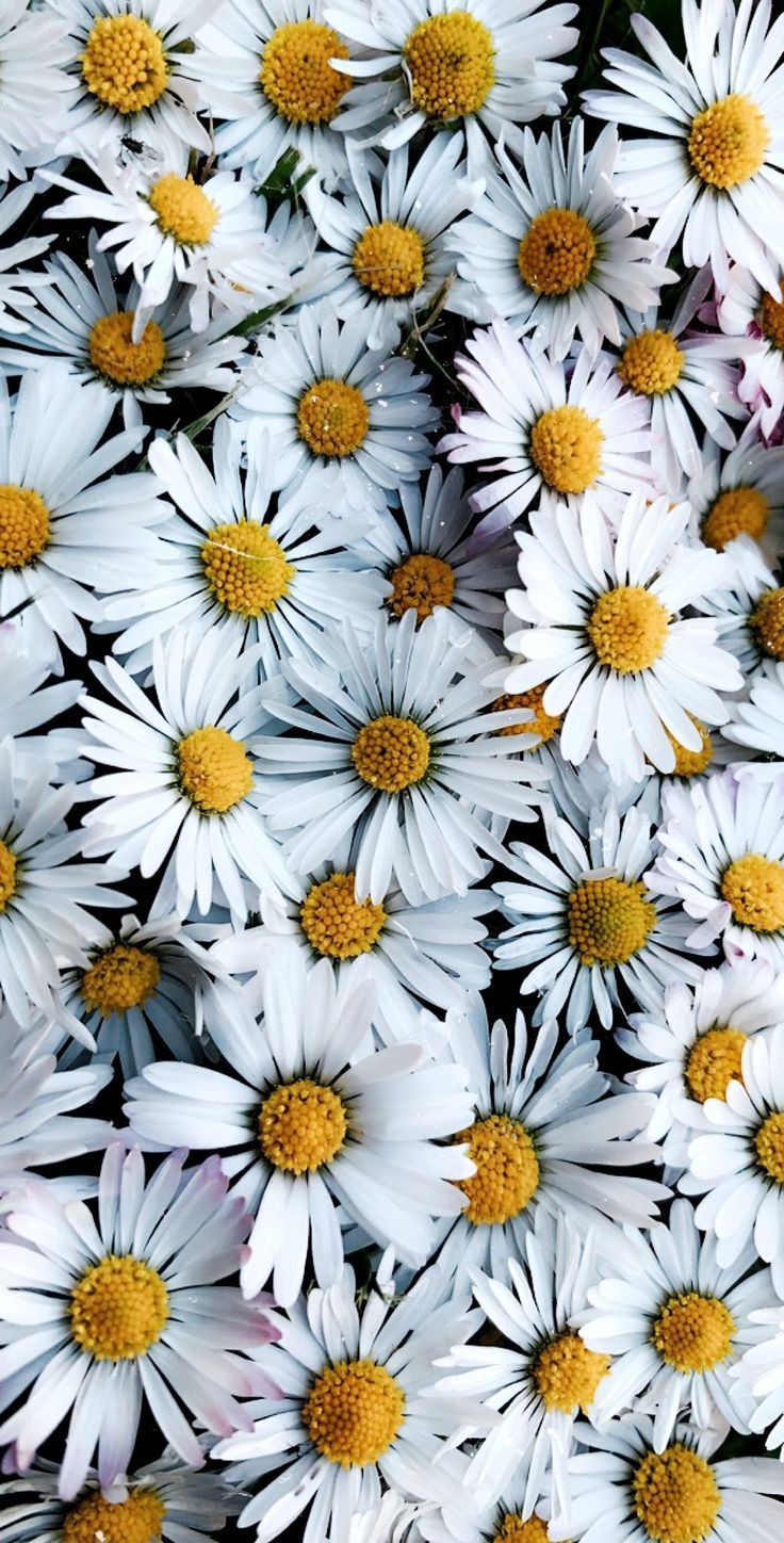 Gänseblümchen, Margeriten, Blütenmeer, Weiß und Gelb, Muster, HD, iPhone-Hintergrundbild