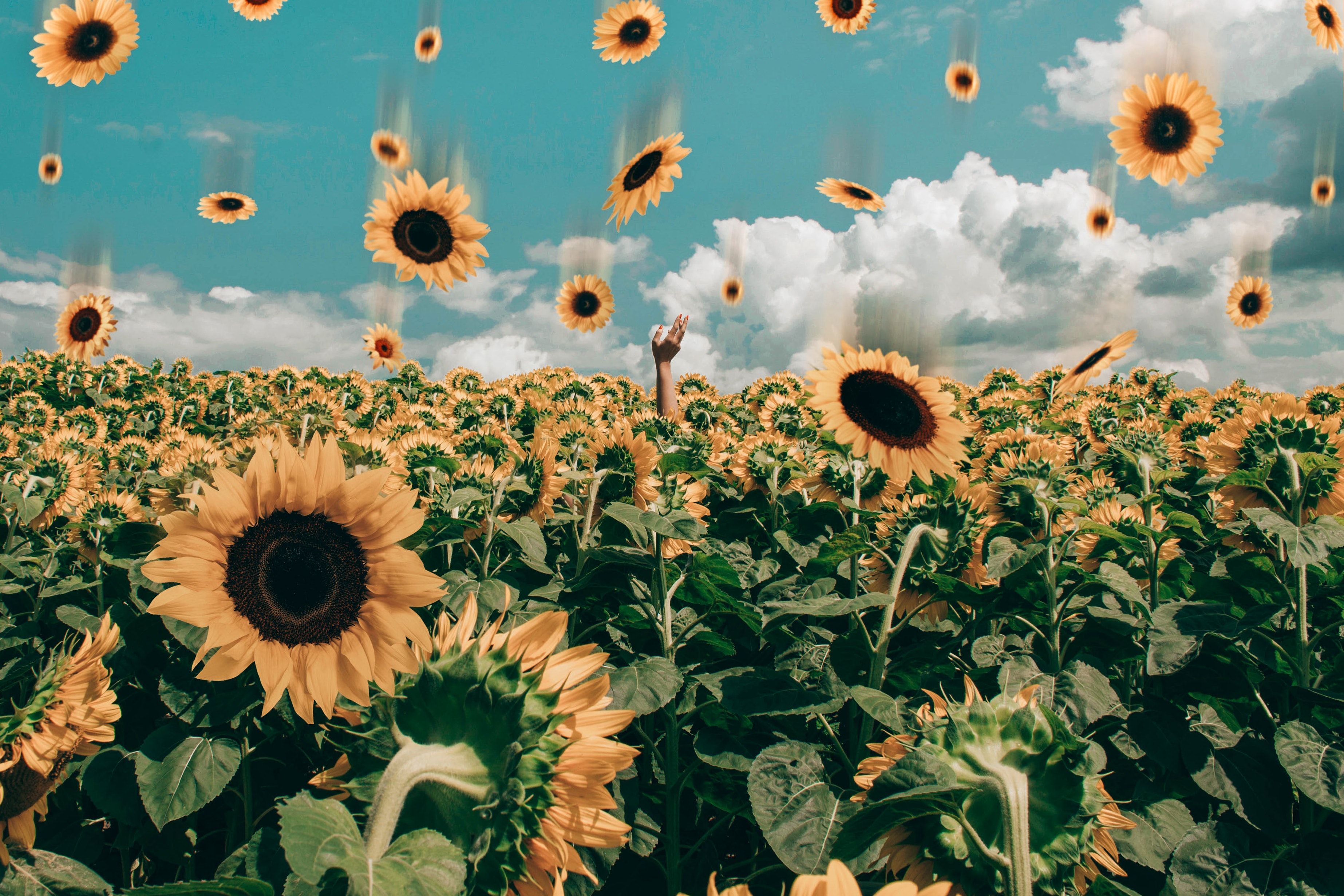 Sonnenblumen, Sonnenblumenfeld, Wolkenhimmel, Schwebende Blüten, Sommer, Surreal, 2K-Desktop-Hintergrund