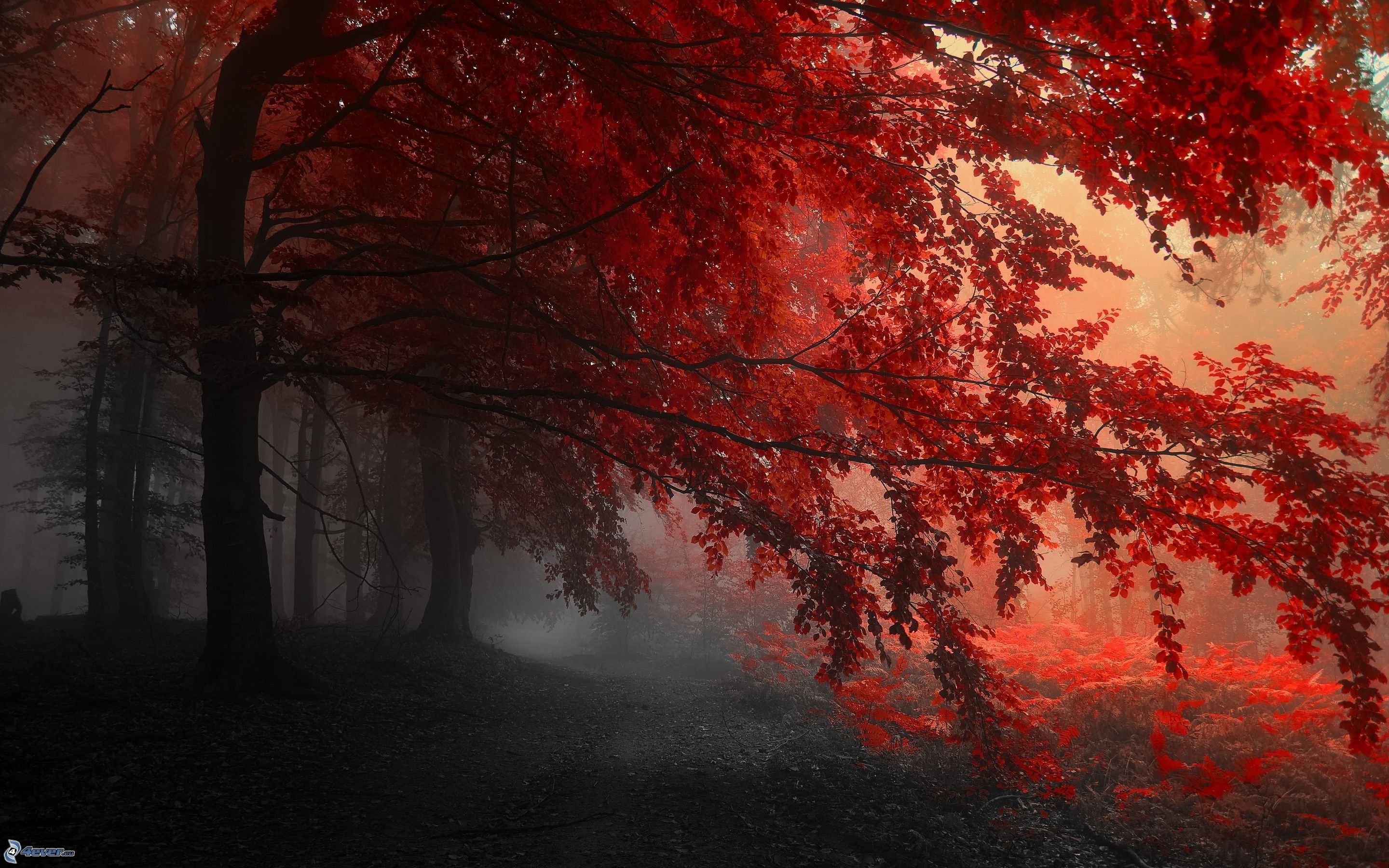 Roter Ahorn, Herbst, Nebel, Rotes Laub, Dunkel, 2K, Hintergrundbild für den PC