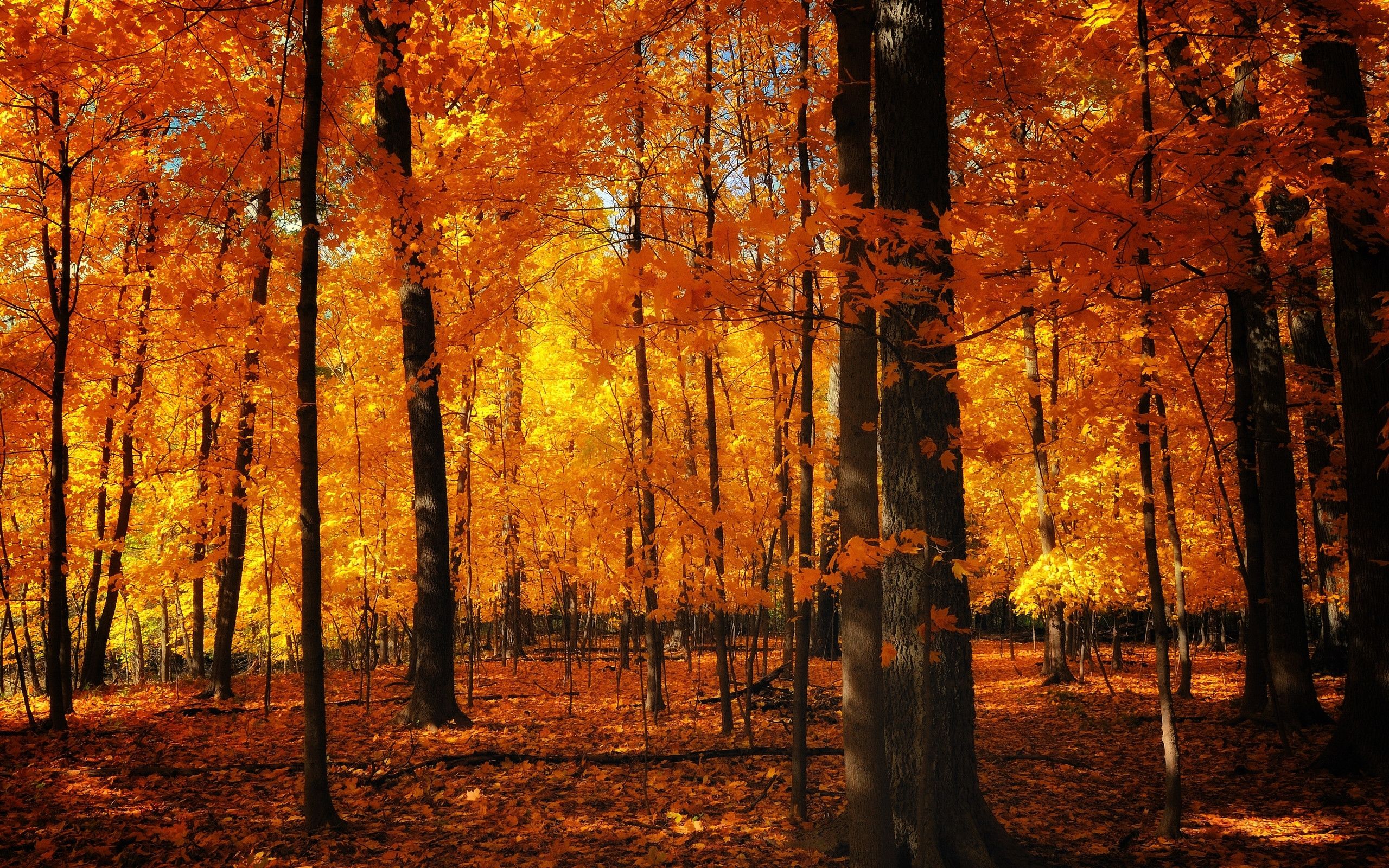 Herbstwald, Orange, Gelbe Blätter, Laubwald, 2K, Desktop-Hintergrund für Windows