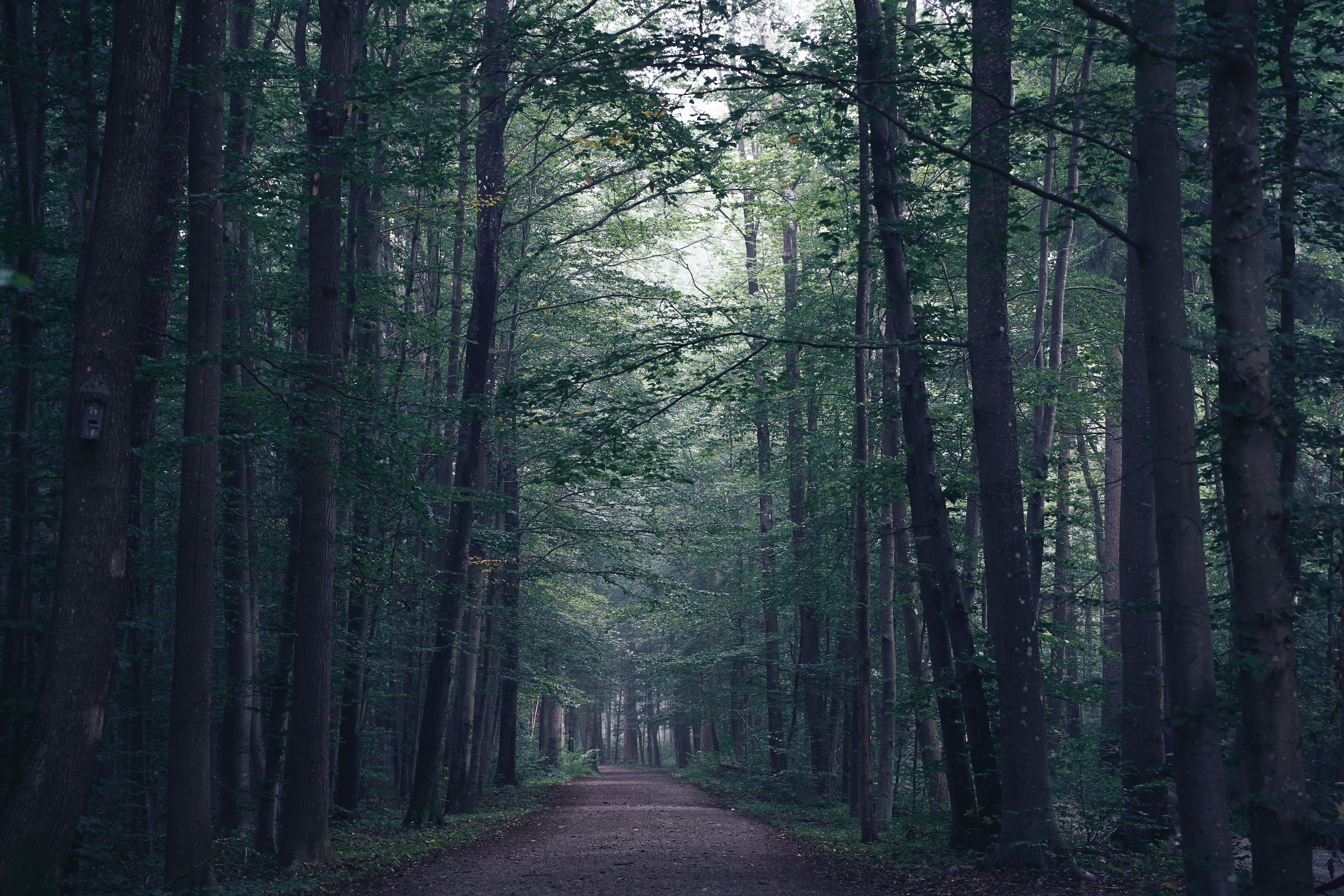 Waldweg, Hohe Bäume, Düster, Dunkelgrün, 6K, Hintergrundbild für den PC