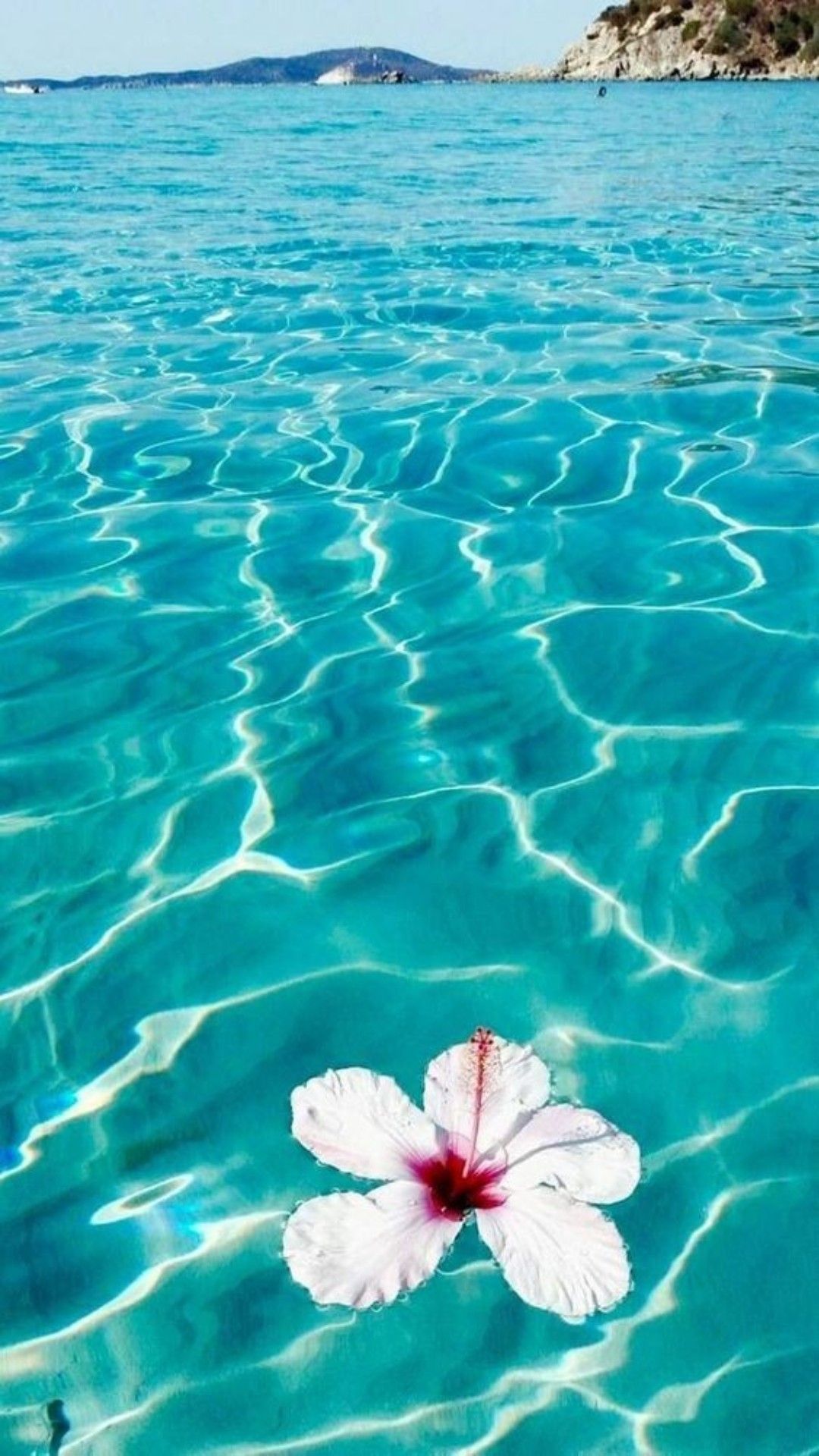 Hibiskusblüte, Klares Wasser, Türkis, Lichtreflexe, Tropen, Full HD, Handy-Hintergrundbild
