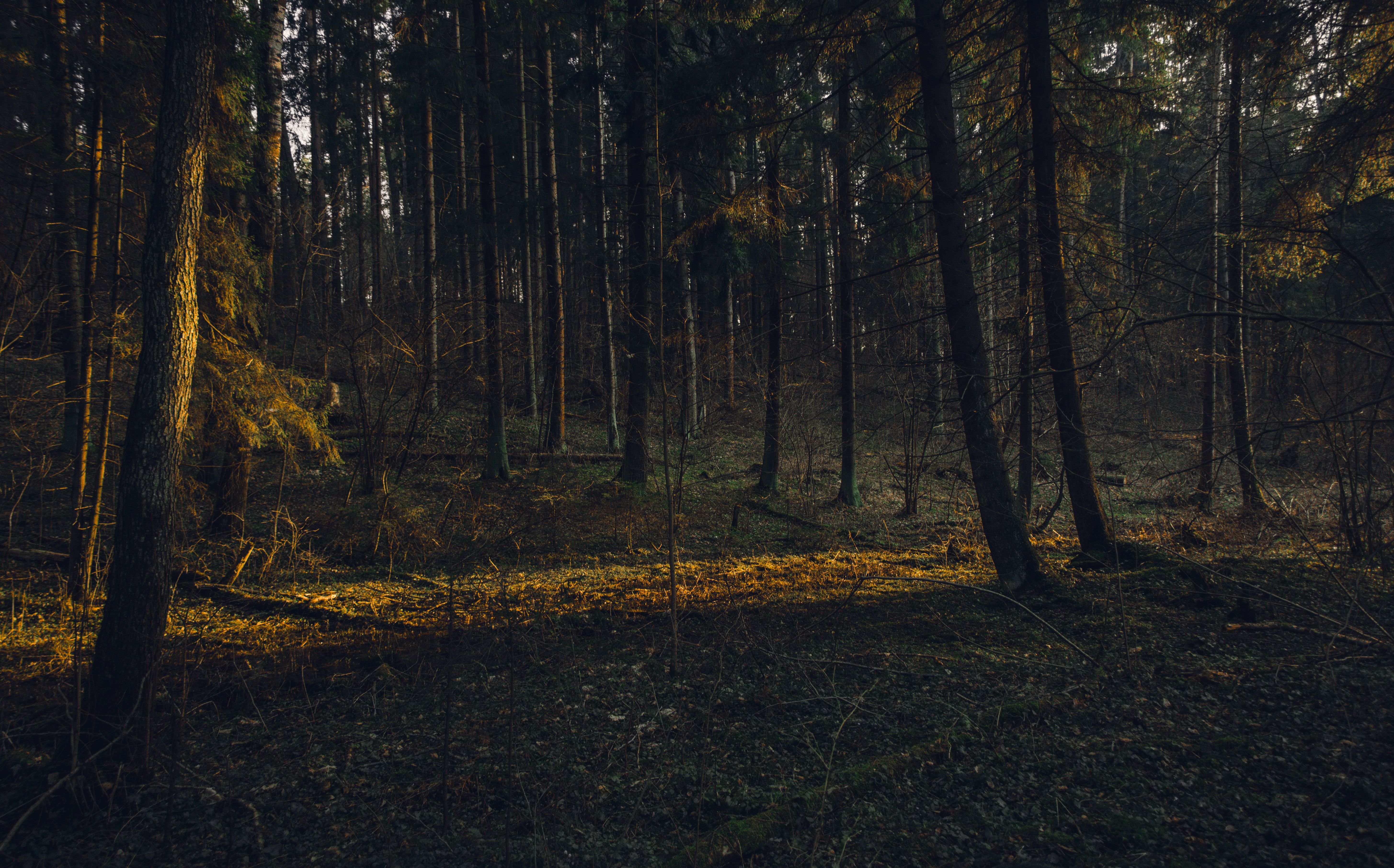 Wald, Abendlicht, Herbst, Dunkel, Waldboden, 16:10, 5K-Hintergrundbild für den Desktop