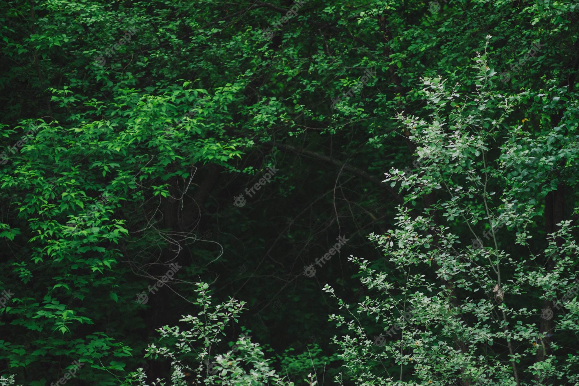 Laub, Sträucher, Grün, Dichtes Grün, Full HD, Desktop-Hintergrund für Windows