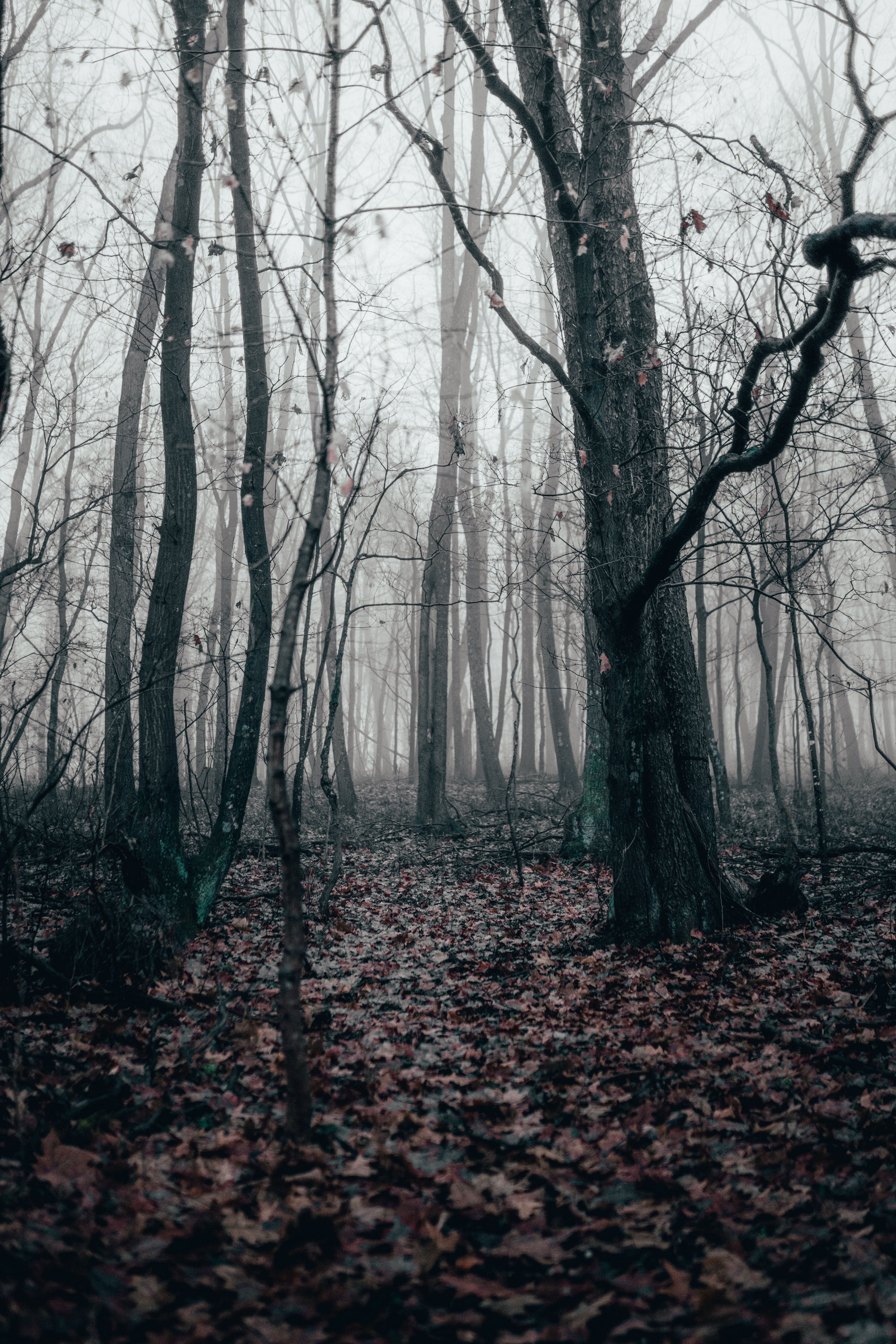 Kahle Bäume, Nebel, Herbstlaub, Düster, QHD+, Hintergrundbild fürs Handy