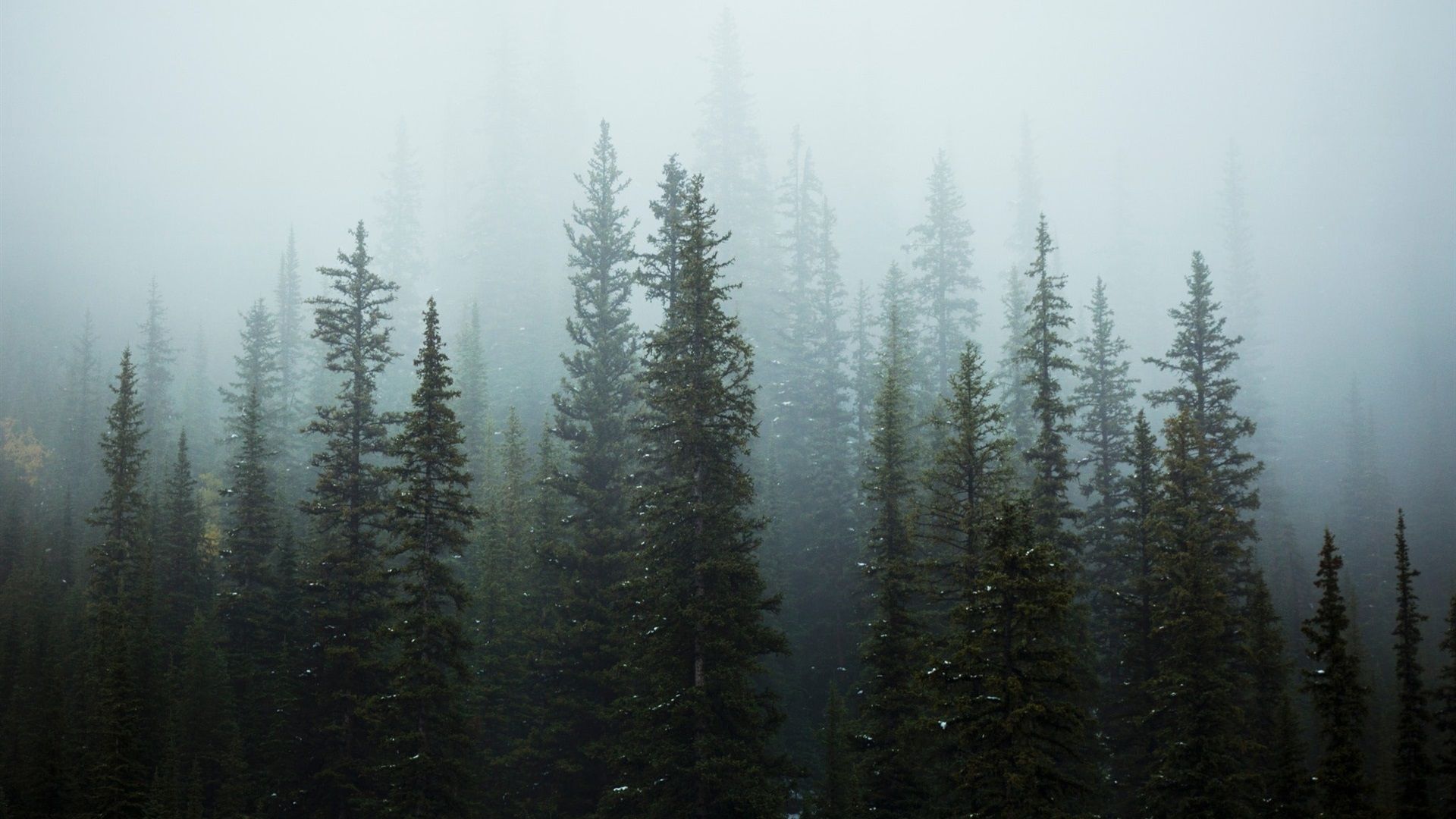 Tannenwald, Nebel, Grau, Fichten, 1920x1080, Full-HD-Hintergrundbild für PC